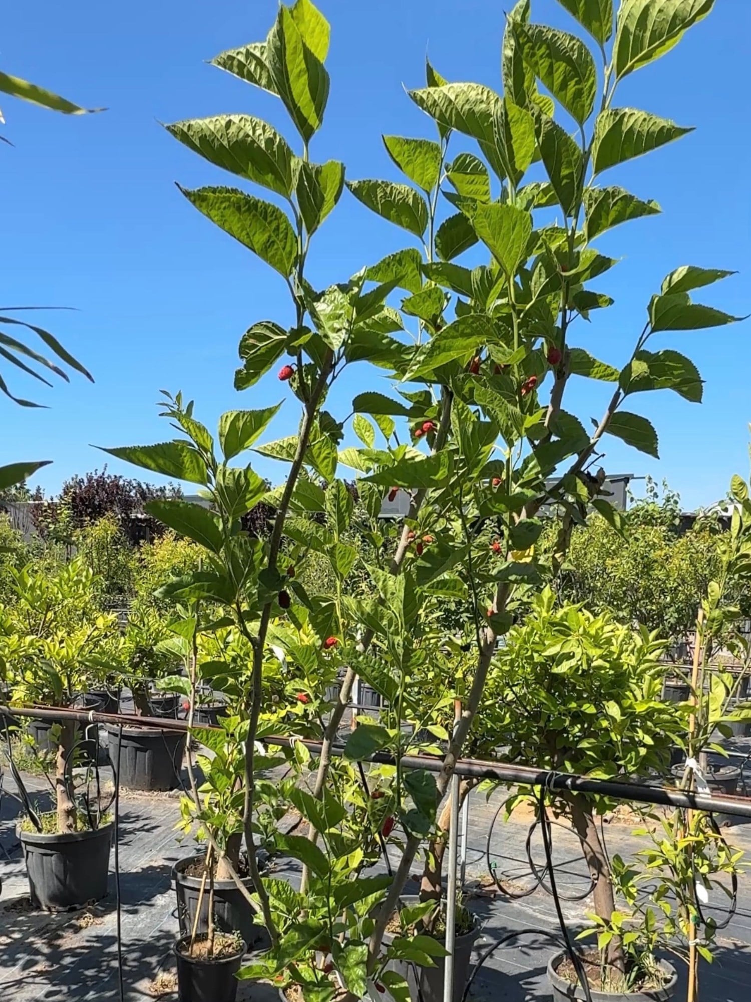 Siyah Dut Ağacı (Morus Nigra) 150 - 200 cm Meyveli – Dalından Taze Lezzet 🌳