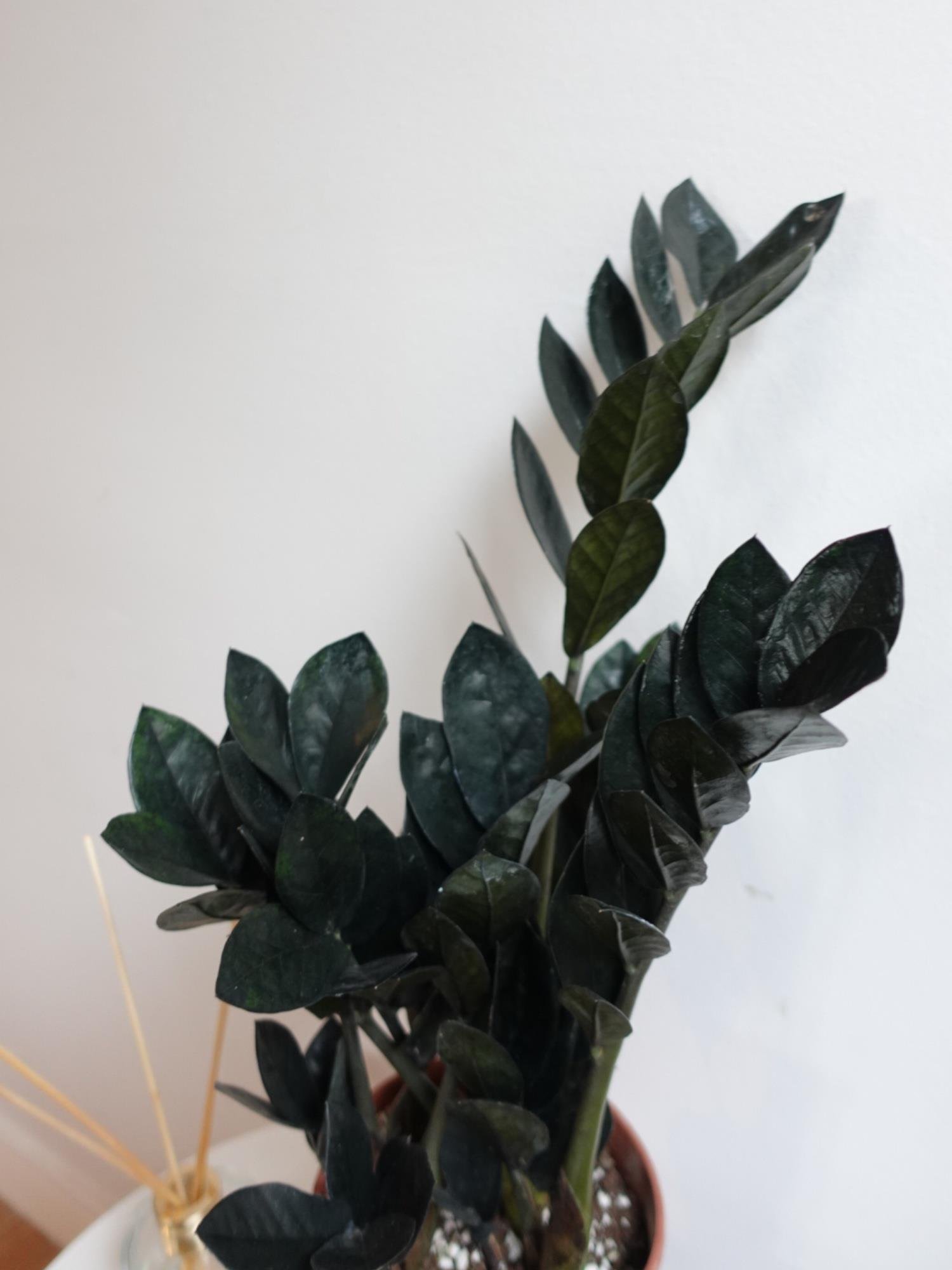 Siyah Zamia Raven (Zamioculcas) – Doğanın Siyah İncisi 🖤