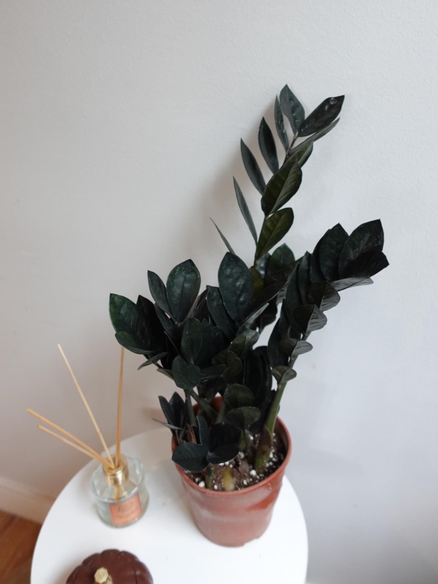 Siyah Zamia Raven (Zamioculcas) – Doğanın Siyah İncisi 🖤