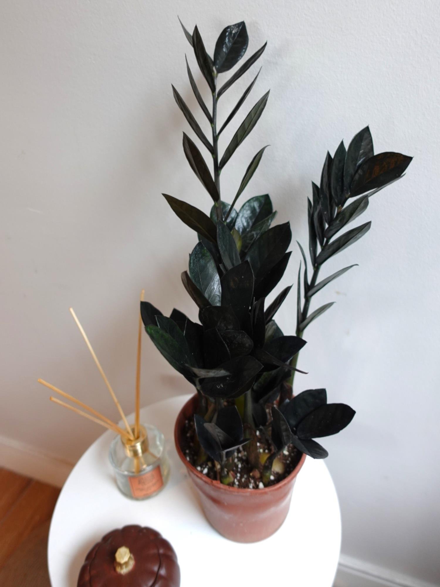 Siyah Zamia Raven (Zamioculcas) – Doğanın Siyah İncisi 🖤