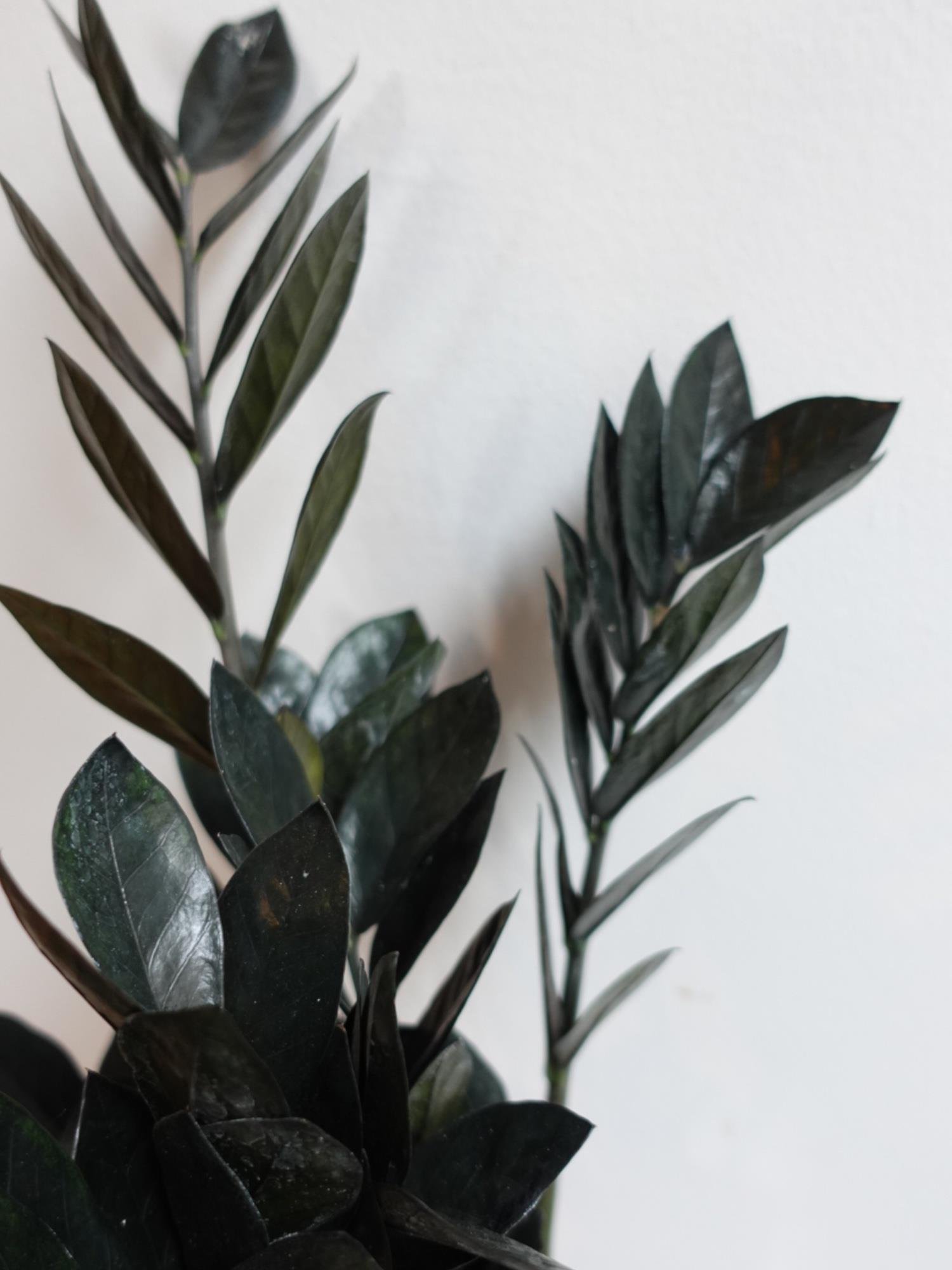 Siyah Zamia Raven (Zamioculcas) – Doğanın Siyah İncisi 🖤