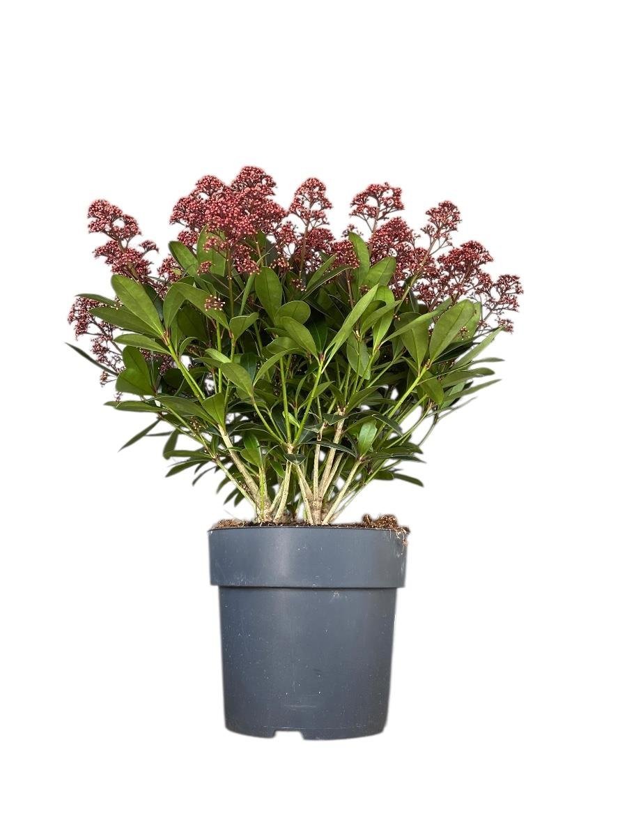 Skimmia Japonica Rubelle Kırmızı Köpük Çalısı