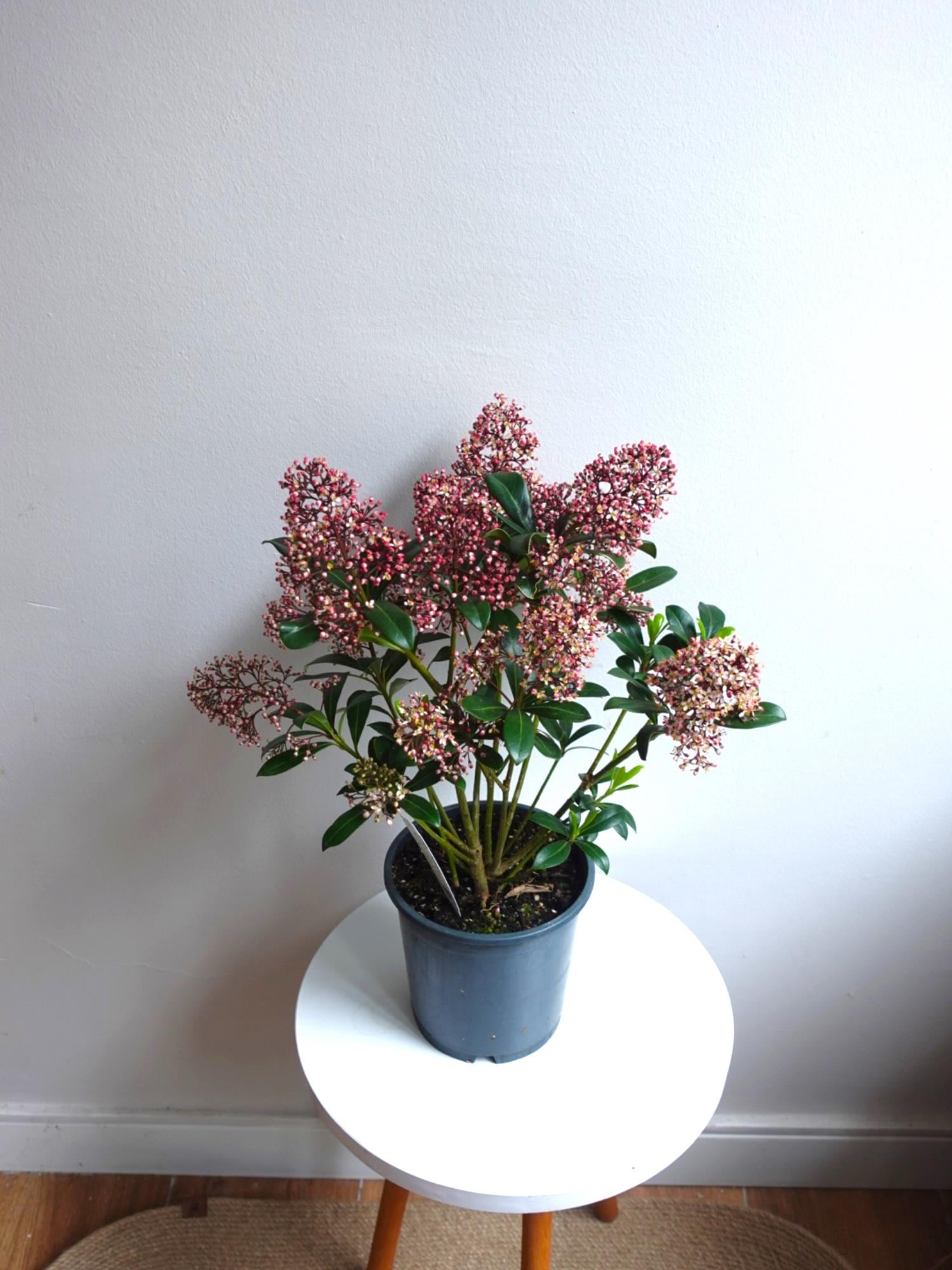 Skimmia Japonica Rubelle Kırmızı Köpük Çalısı