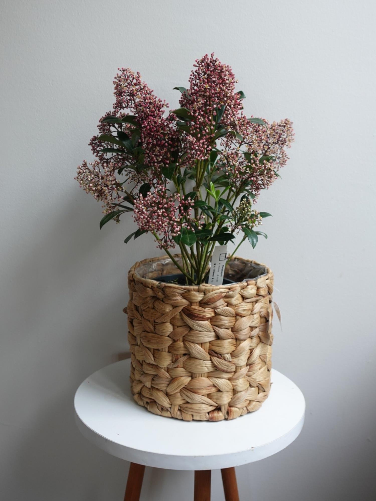 Skimmia Japonica Rubelle Kırmızı Köpük Çalısı