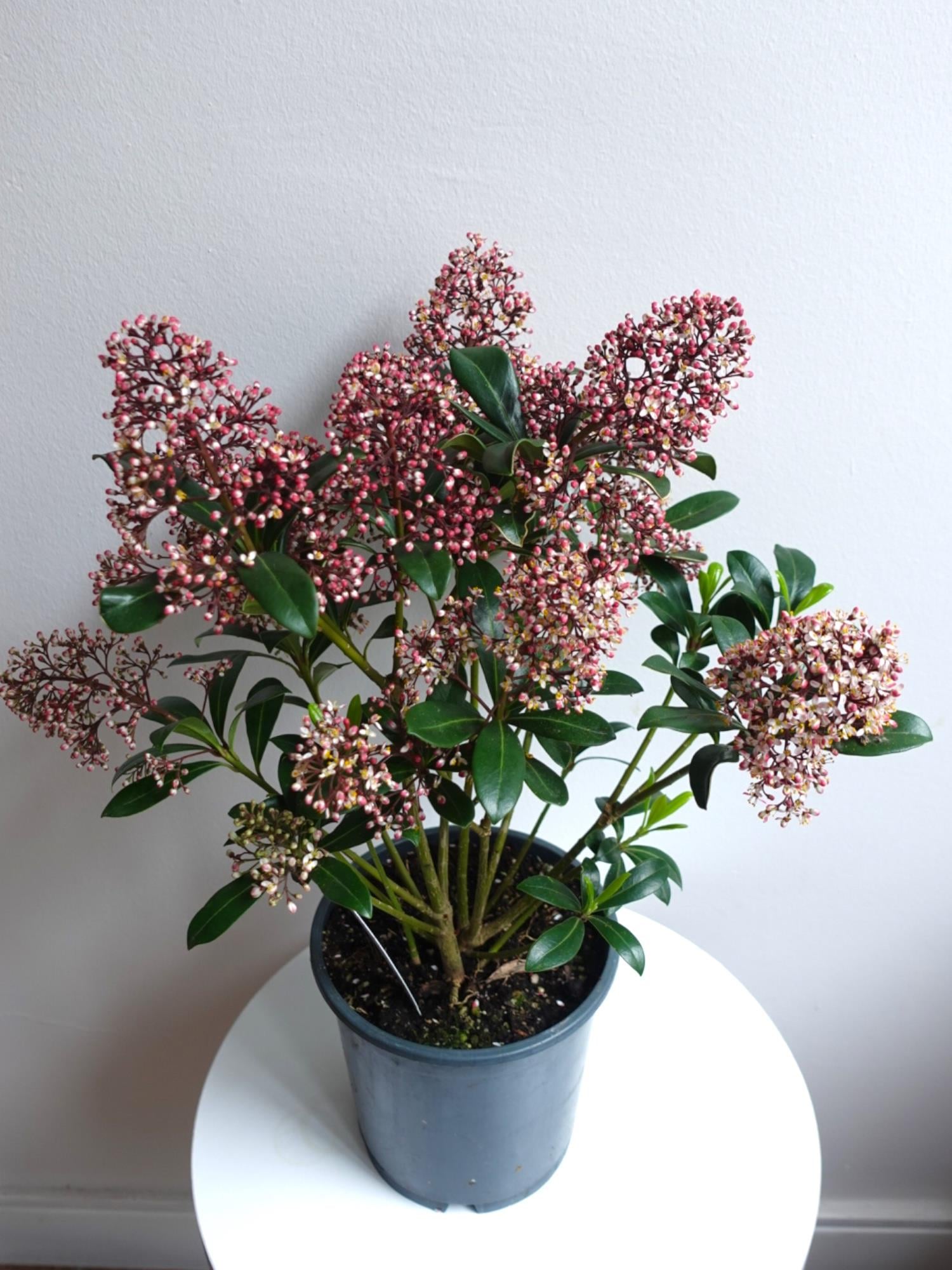 Skimmia Japonica Rubelle Kırmızı Köpük Çalısı