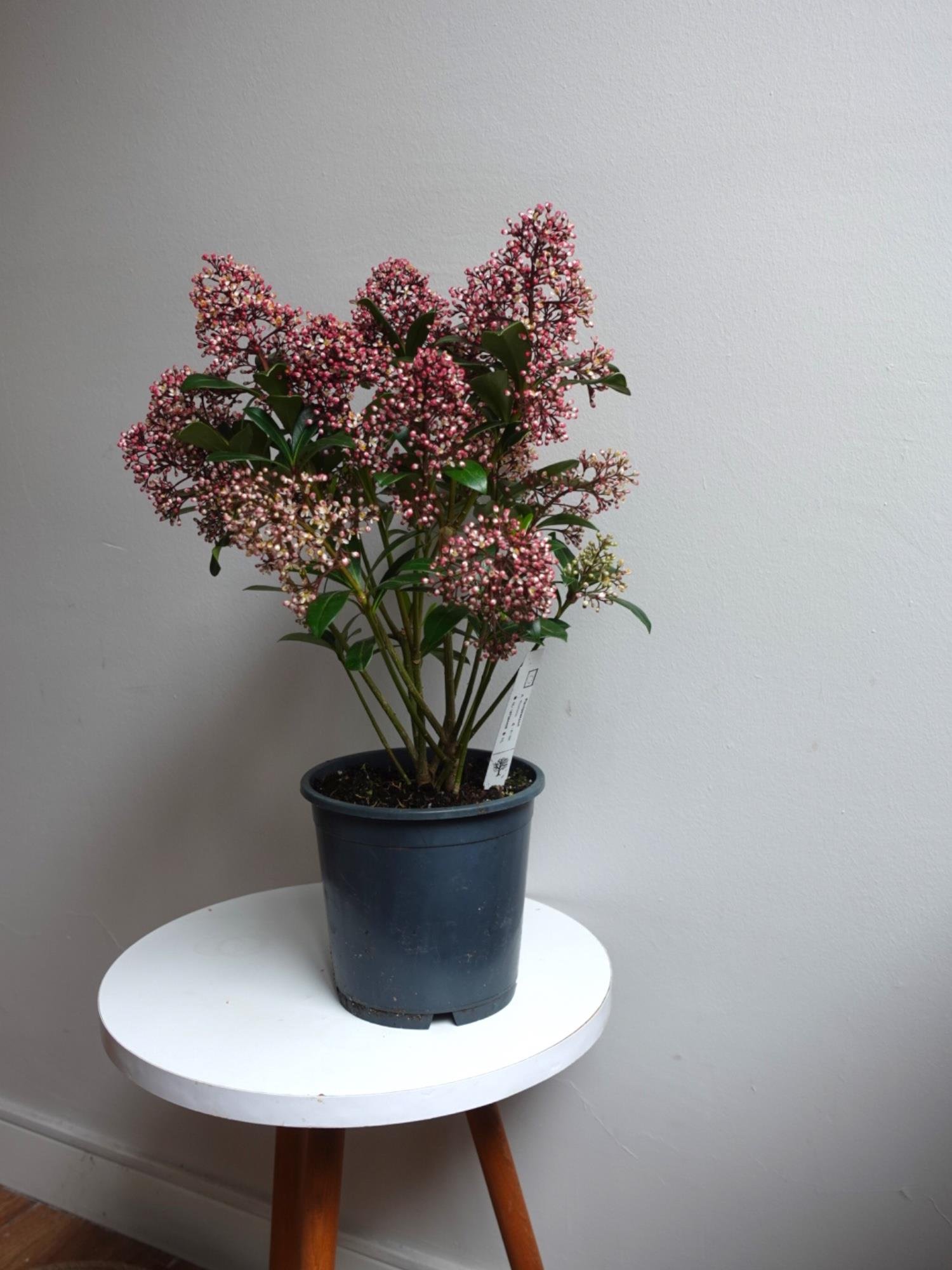 Skimmia Japonica Rubelle Kırmızı Köpük Çalısı
