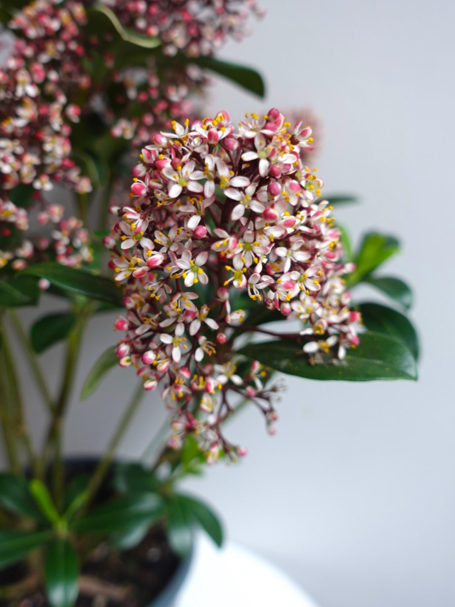 Skimmia Japonica Rubelle Kırmızı Köpük Çalısı