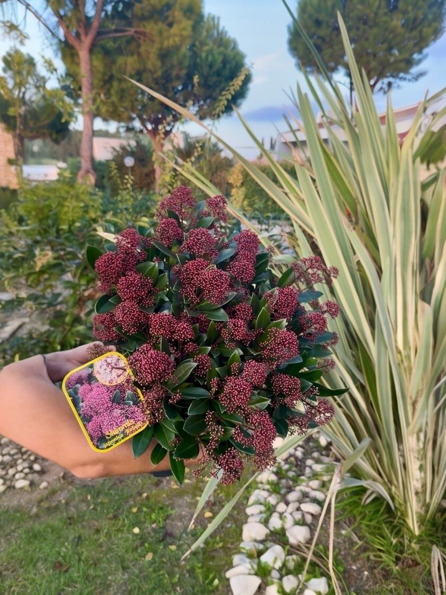 Skimmia Japonica Rubelle XL Büyük Boy Kırmızı Köpük Çalısı