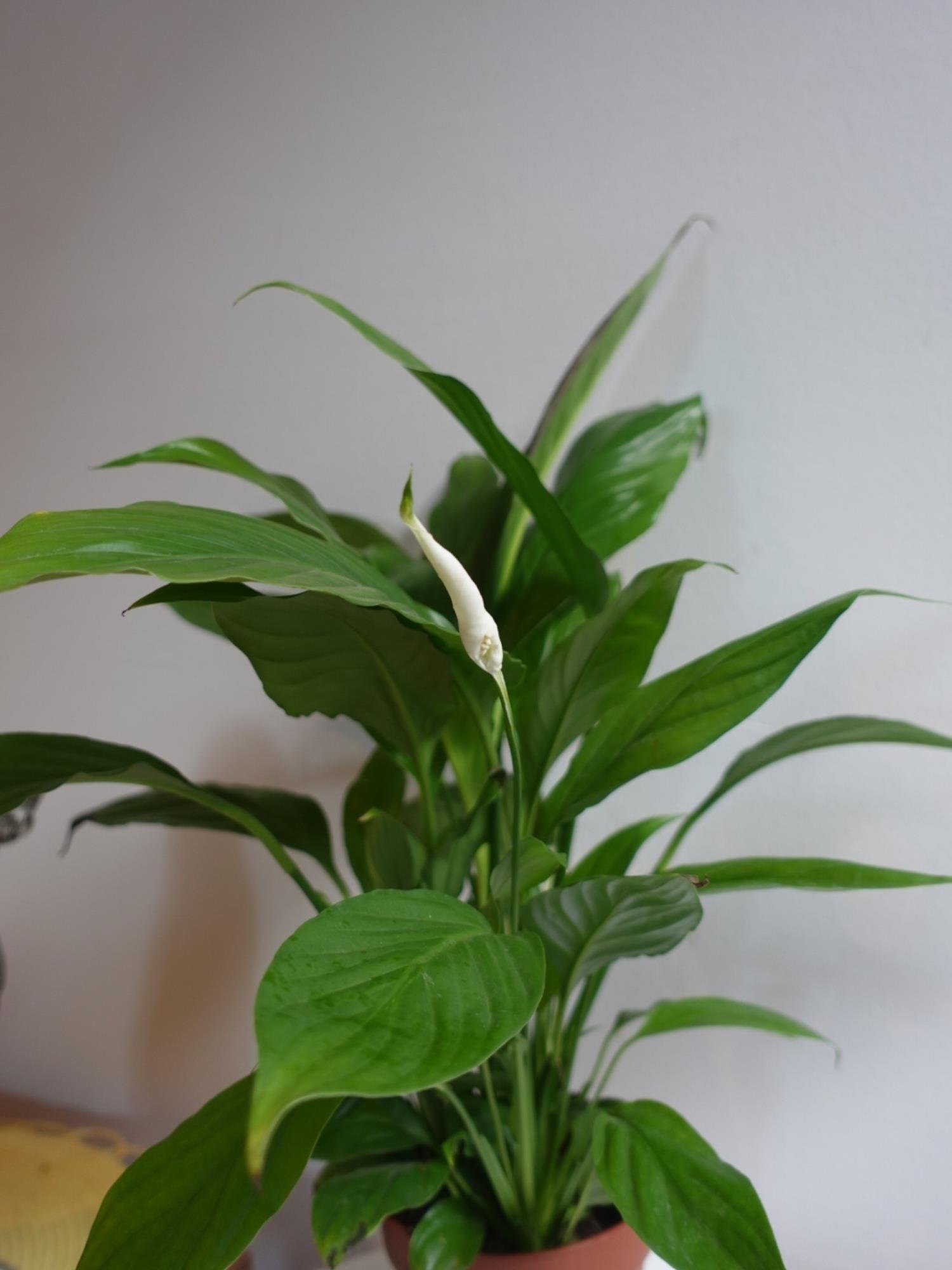 Spatifilyum - Yelken Çiçeği - Barış Çiçeği Spathiphyllum