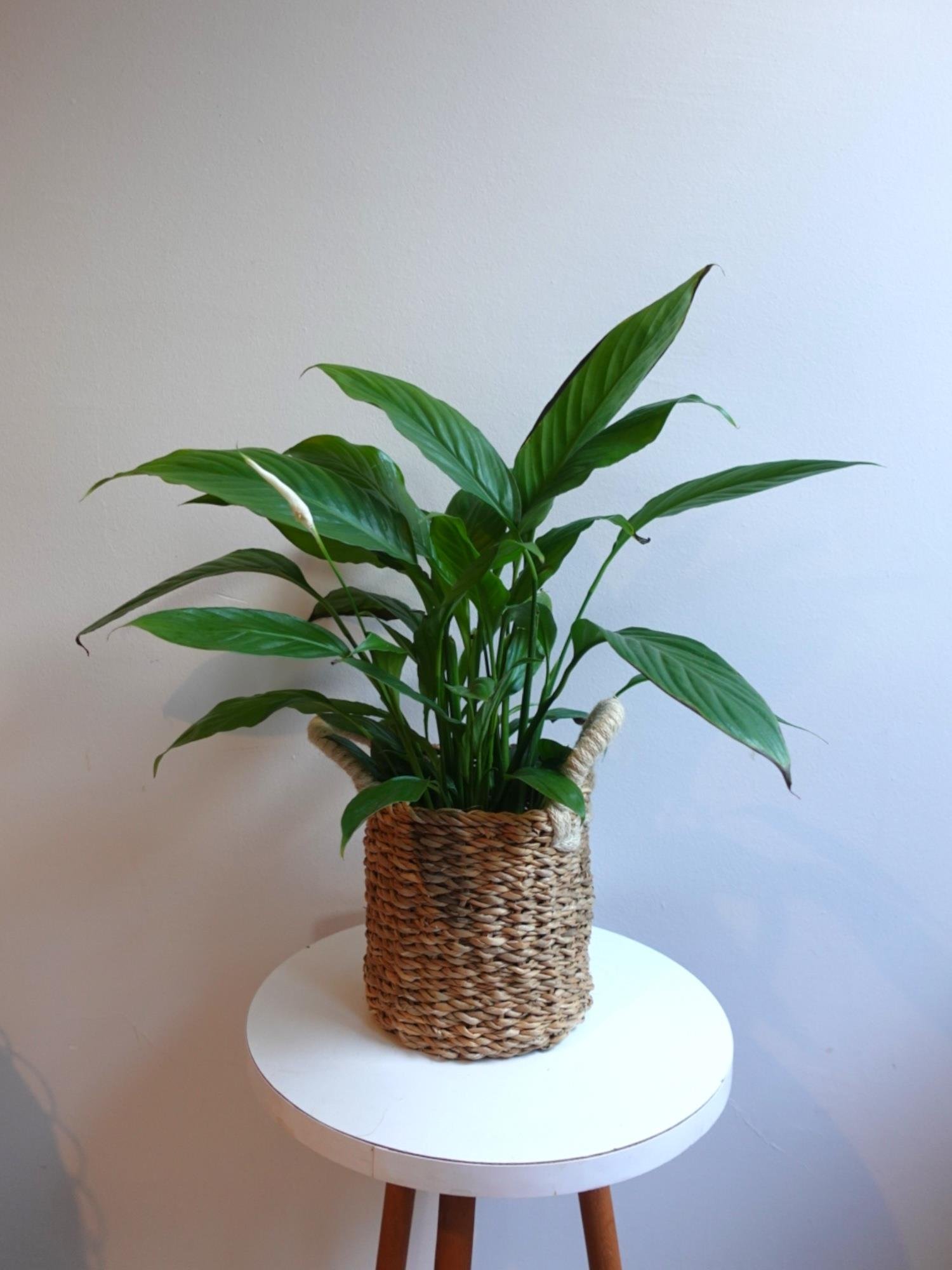 Spatifilyum - Yelken Çiçeği - Barış Çiçeği Spathiphyllum