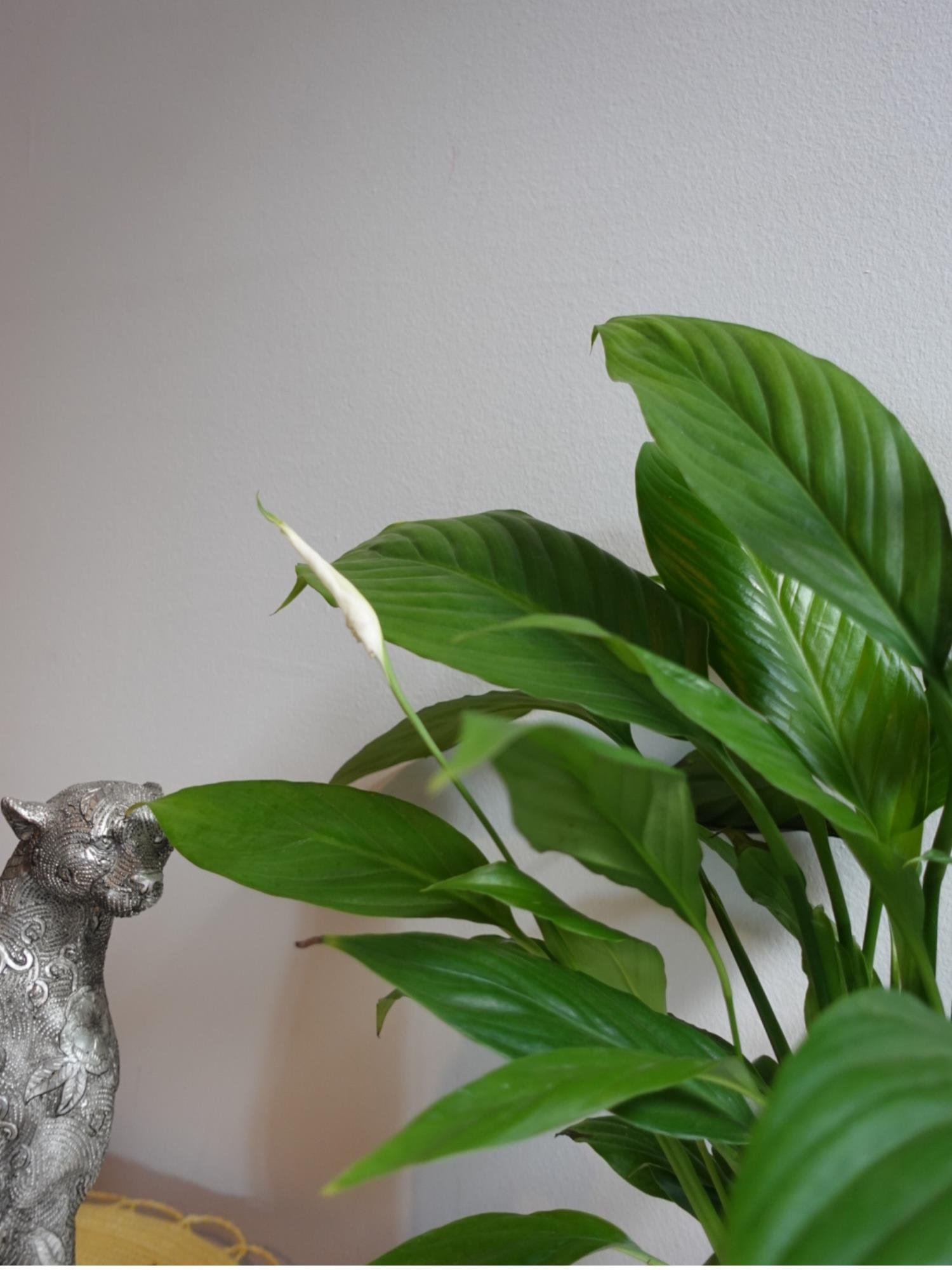 Spatifilyum - Yelken Çiçeği - Barış Çiçeği Spathiphyllum