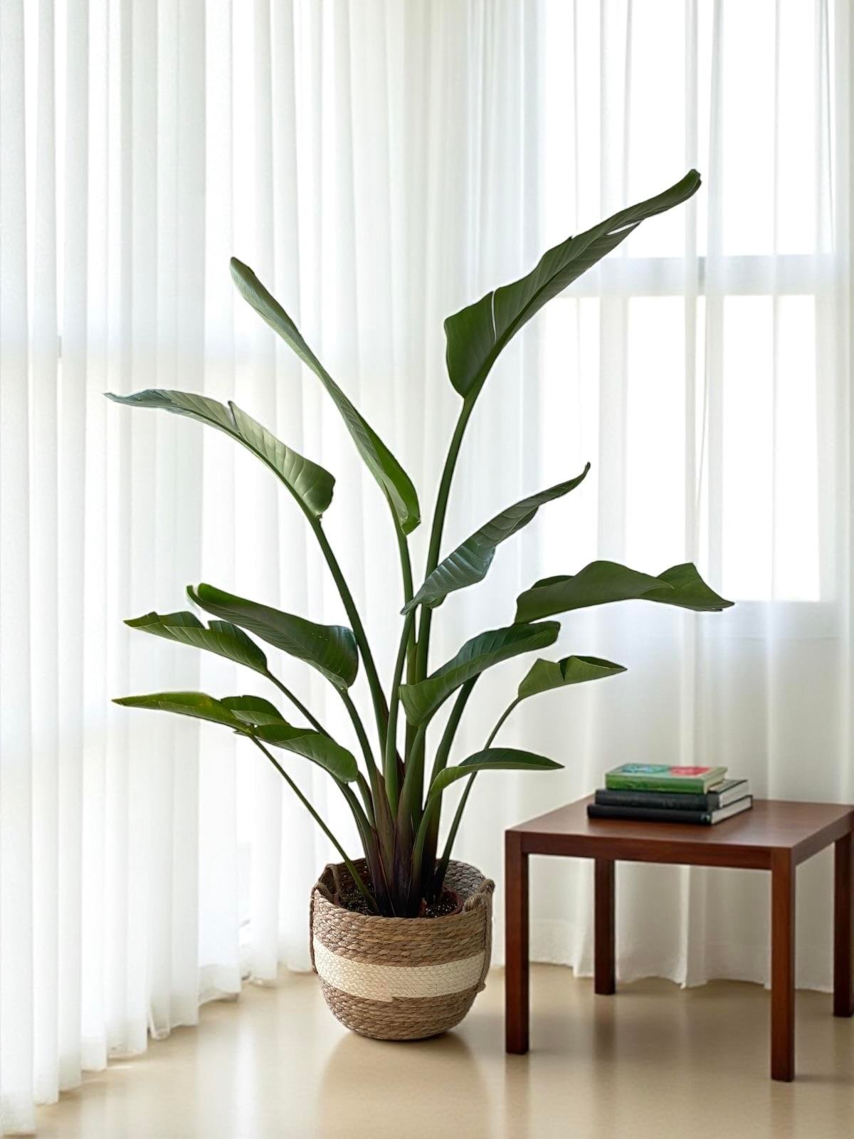 Starliçe 2 Gövdeli Large 130-150Cm (Cennet Kuşu Sterliçya)