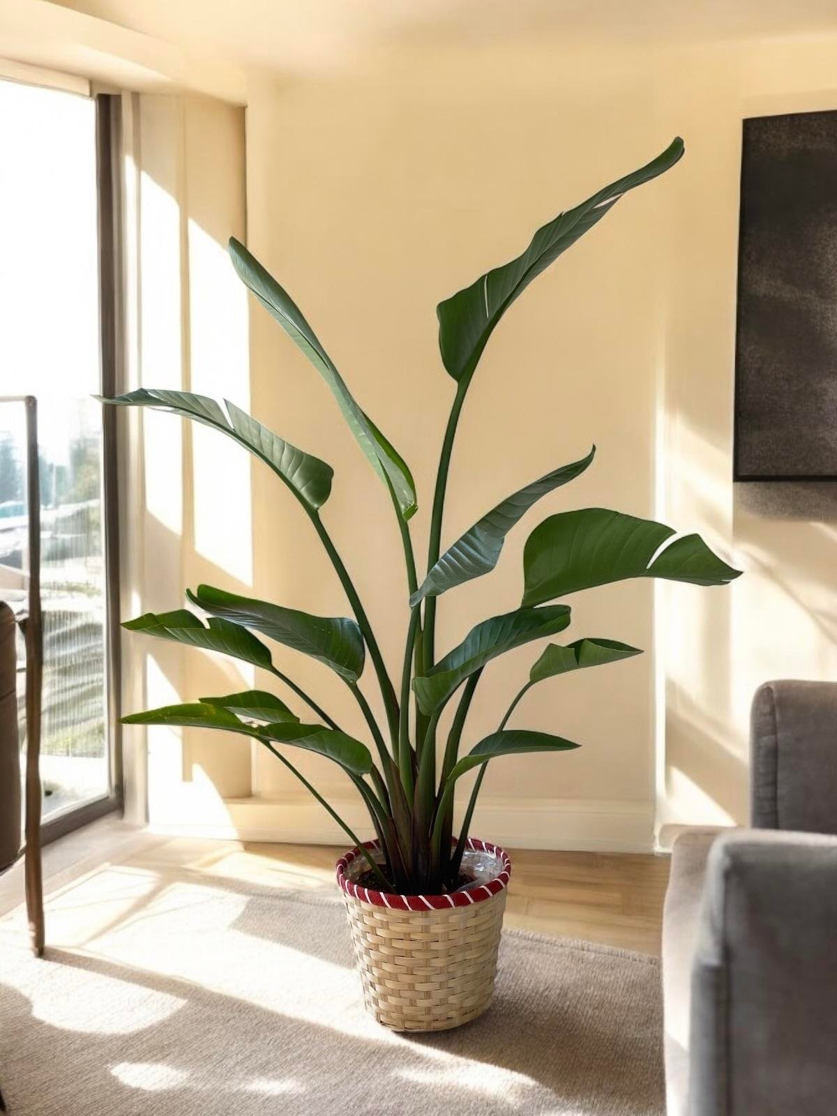 Starliçe 2 Gövdeli Large 130-150Cm (Cennet Kuşu Sterliçya)