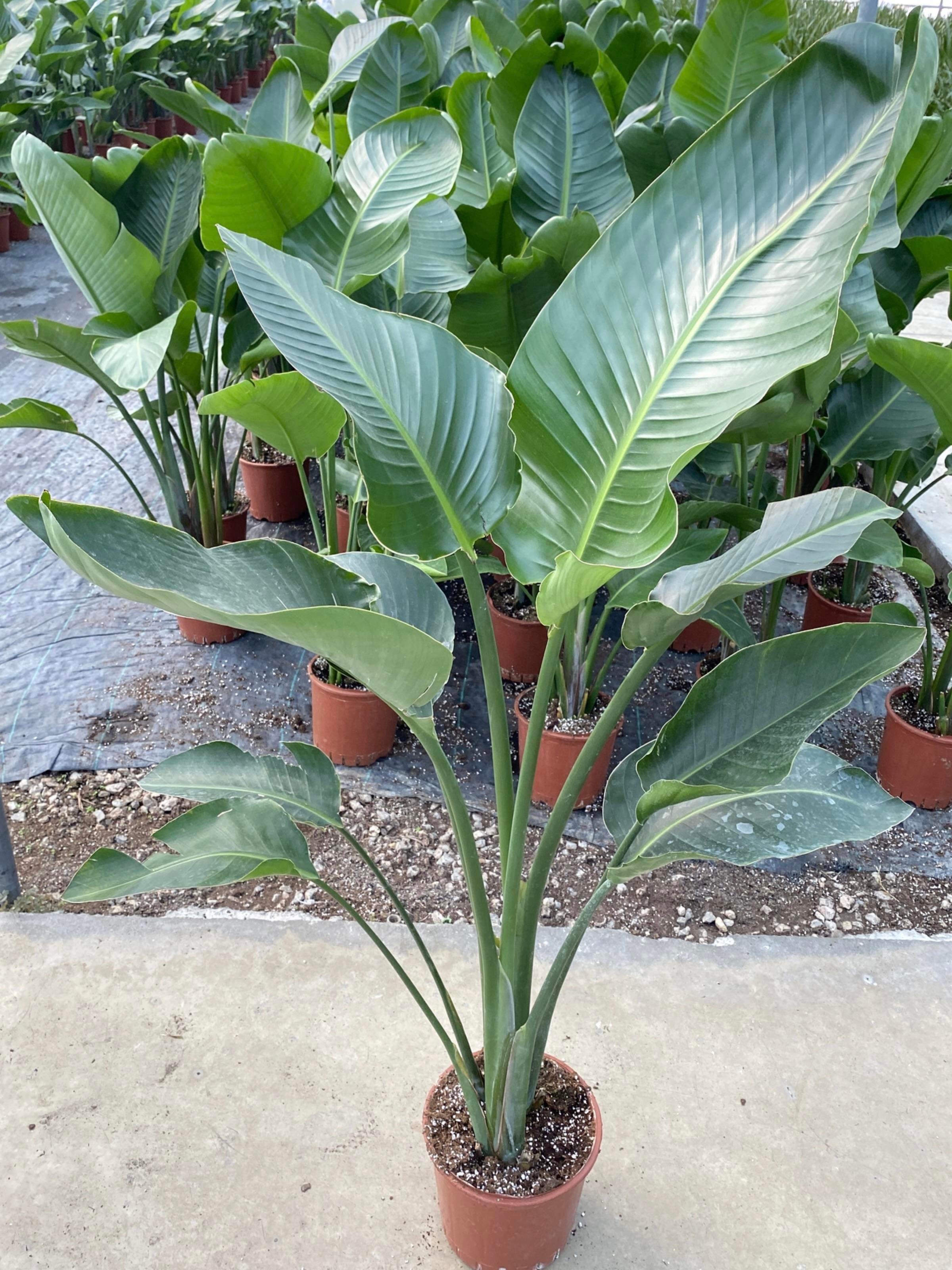 Starliçe 2 Gövdeli Large 130-150Cm (Cennet Kuşu Sterliçya)