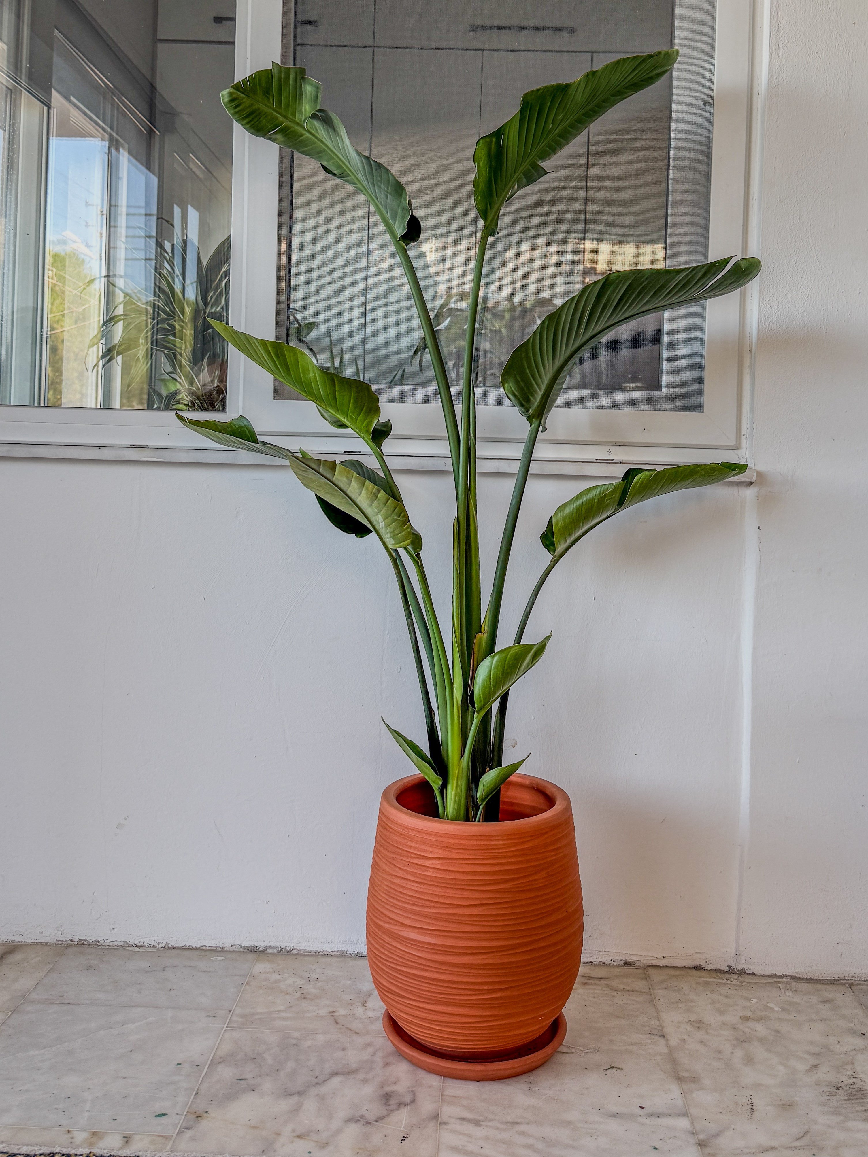 Starliçe 3 Gövdeli 160-180 Cm XL Form (Cennet Kuşu)
