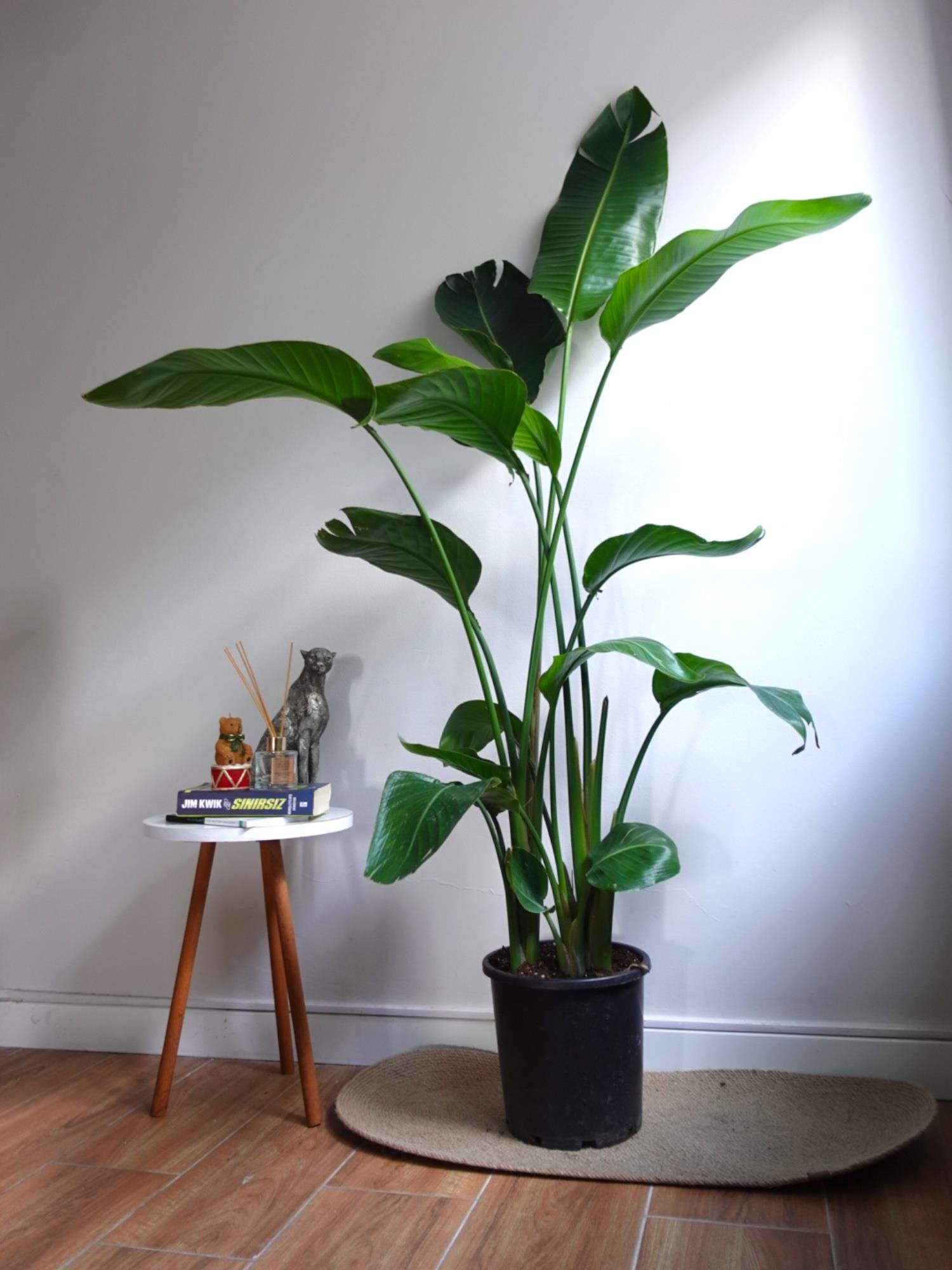 Starliçe 4 Gövdeli XXL 160 - 180 Cm (Cennet Kuşu)