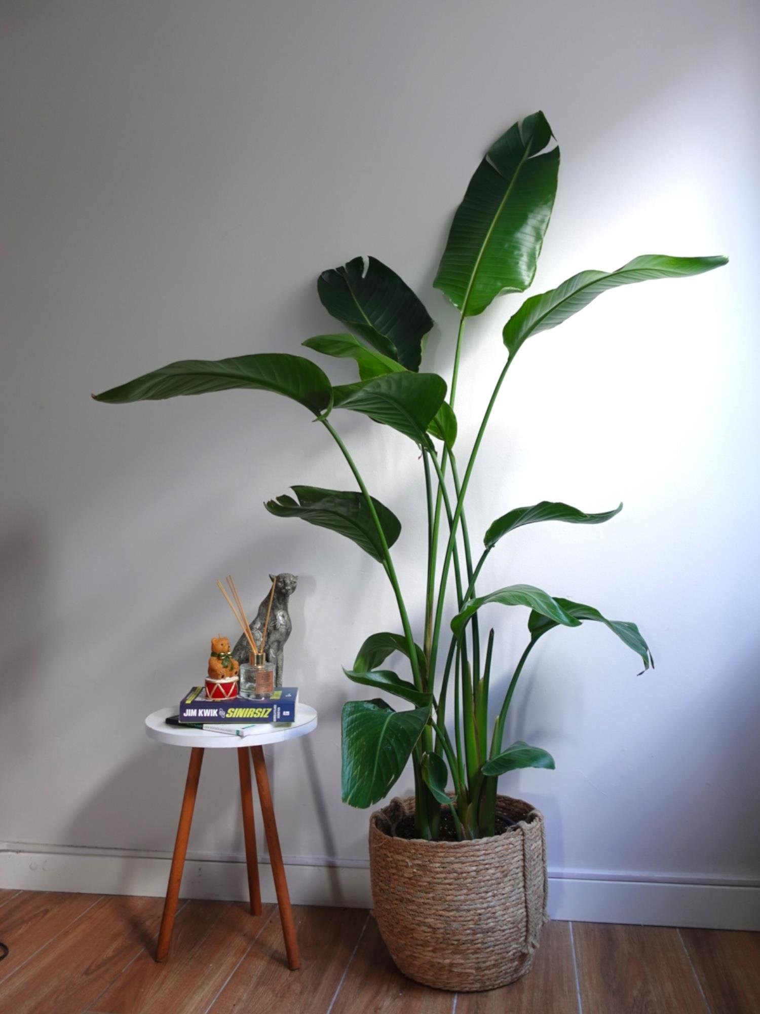 Starliçe 4 Gövdeli XXL 160 - 180 Cm (Cennet Kuşu)