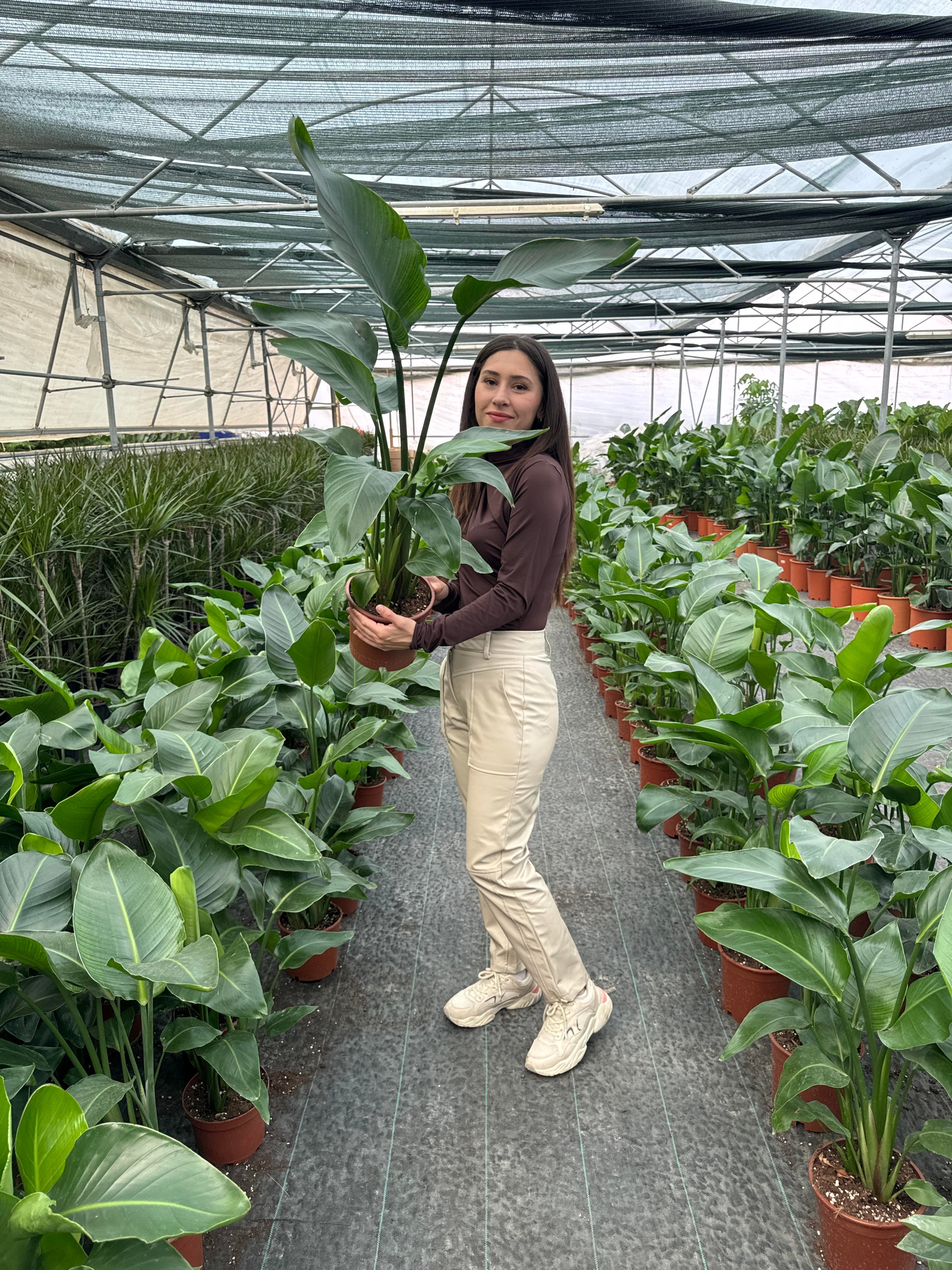 Starliçe (Cennet Kuşu) 3 Gövdeli Large 100 - 120 cm