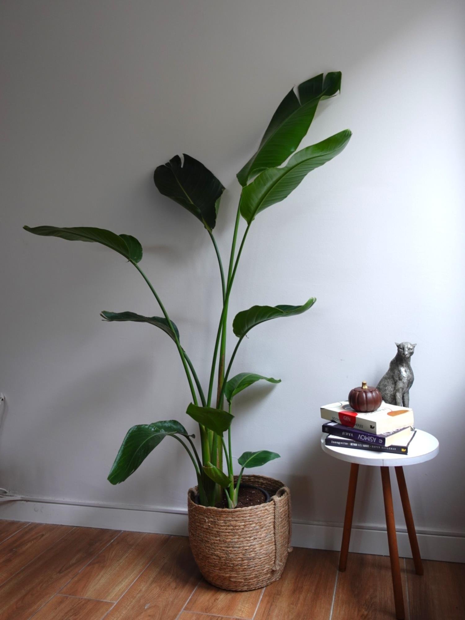 Starliçe (Cennet Kuşu) 3 Gövdeli XL 160-180 Cm