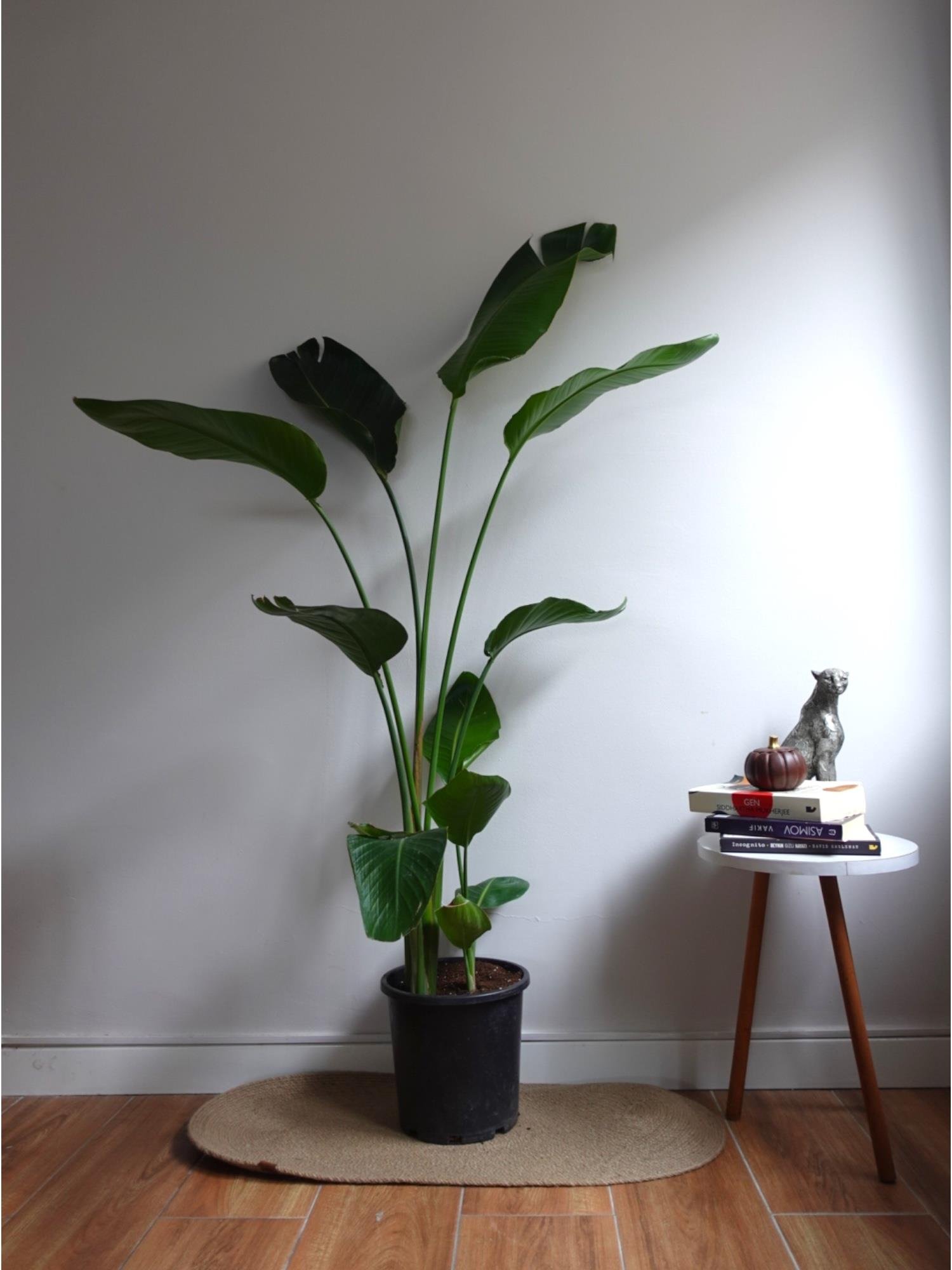 Starliçe (Cennet Kuşu) 3 Gövdeli XL 160-180 Cm