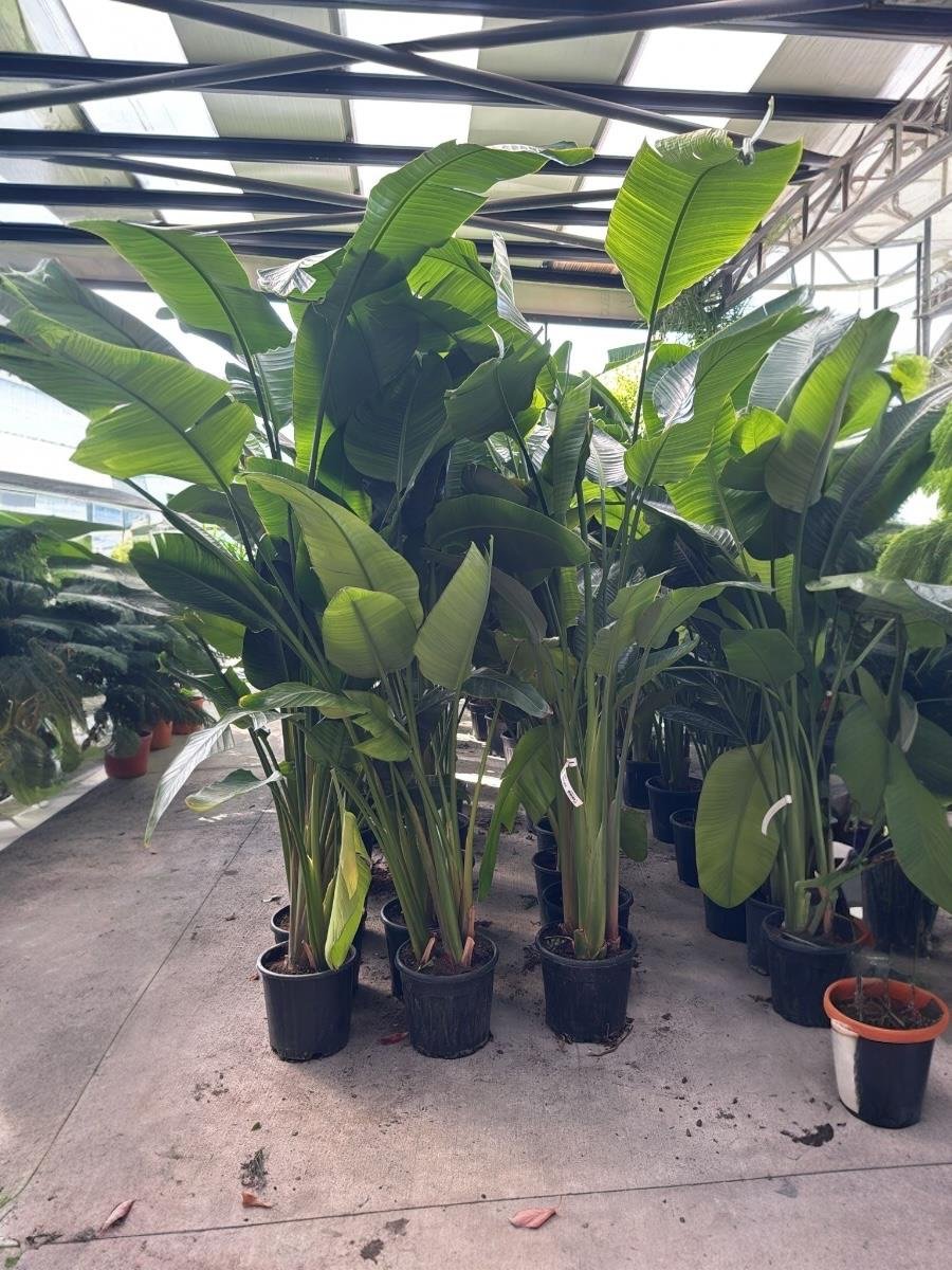 Starliçe (Cennet Kuşu) 3 Gövdeli XL 250-280 Cm