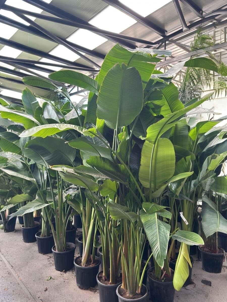 Starliçe (Cennet Kuşu) 3 Gövdeli XL 250-280 Cm