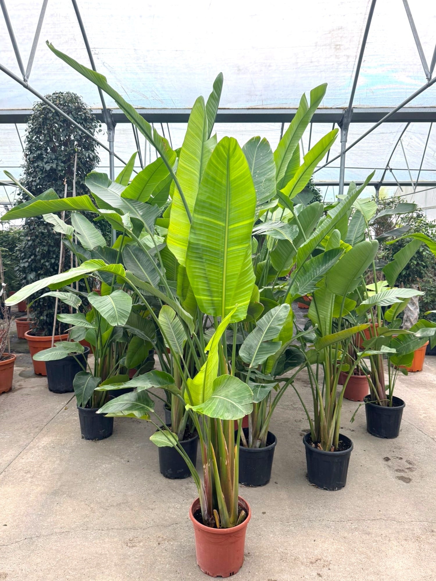 Starliçe (Cennet Kuşu) 3 Gövdeli XXXL 250-280 Cm