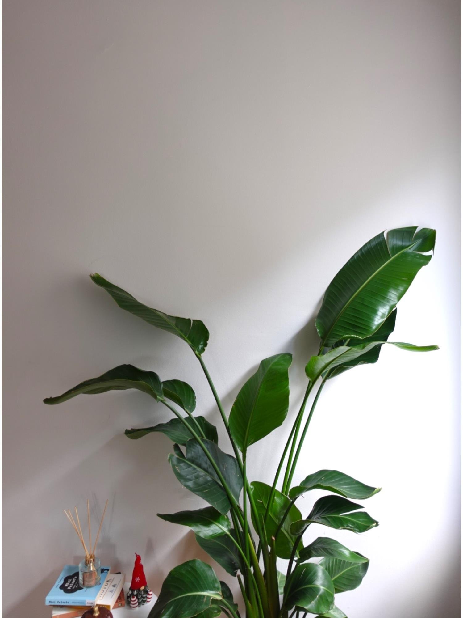 Starliçe (Cennet Kuşu) 6 Gövdeli XXL – 160-180 cm Ekstra Dolgun Form