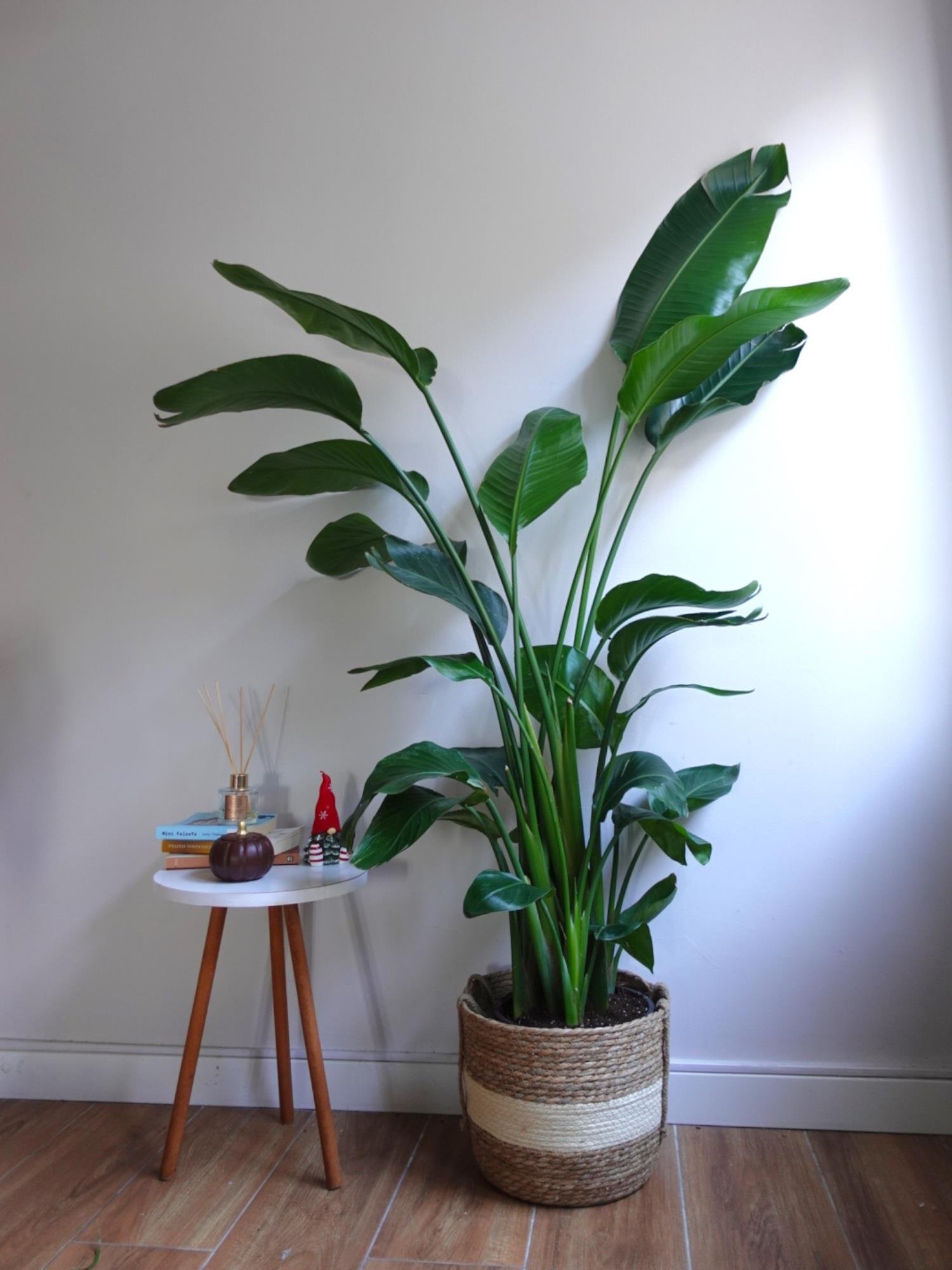 Starliçe (Cennet Kuşu) 6 Gövdeli XXL – 160-180 cm Ekstra Dolgun Form