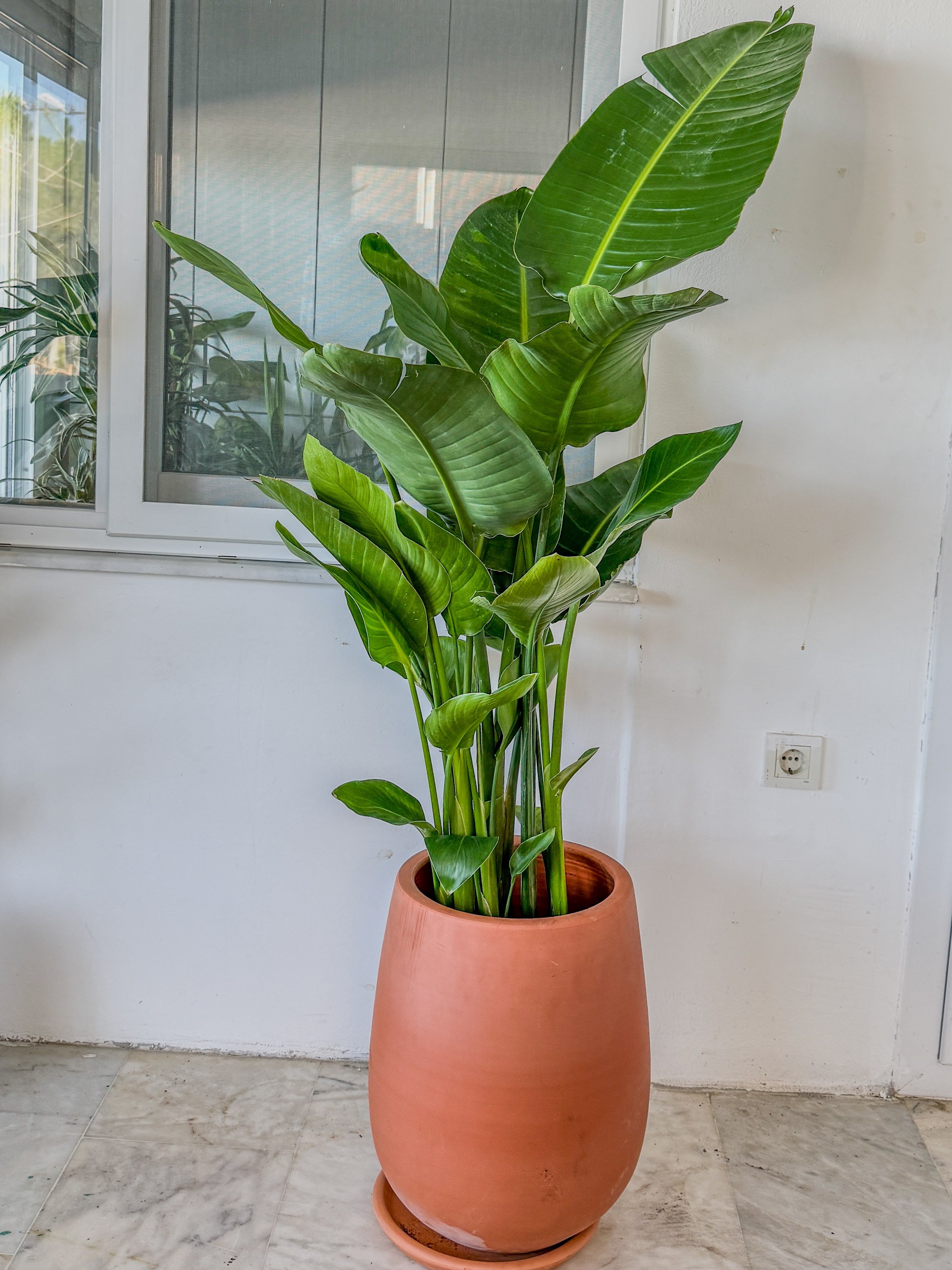 Starliçe (Cennet Kuşu) 6 Gövdeli XXL – 160-180 cm Ekstra Dolgun Form