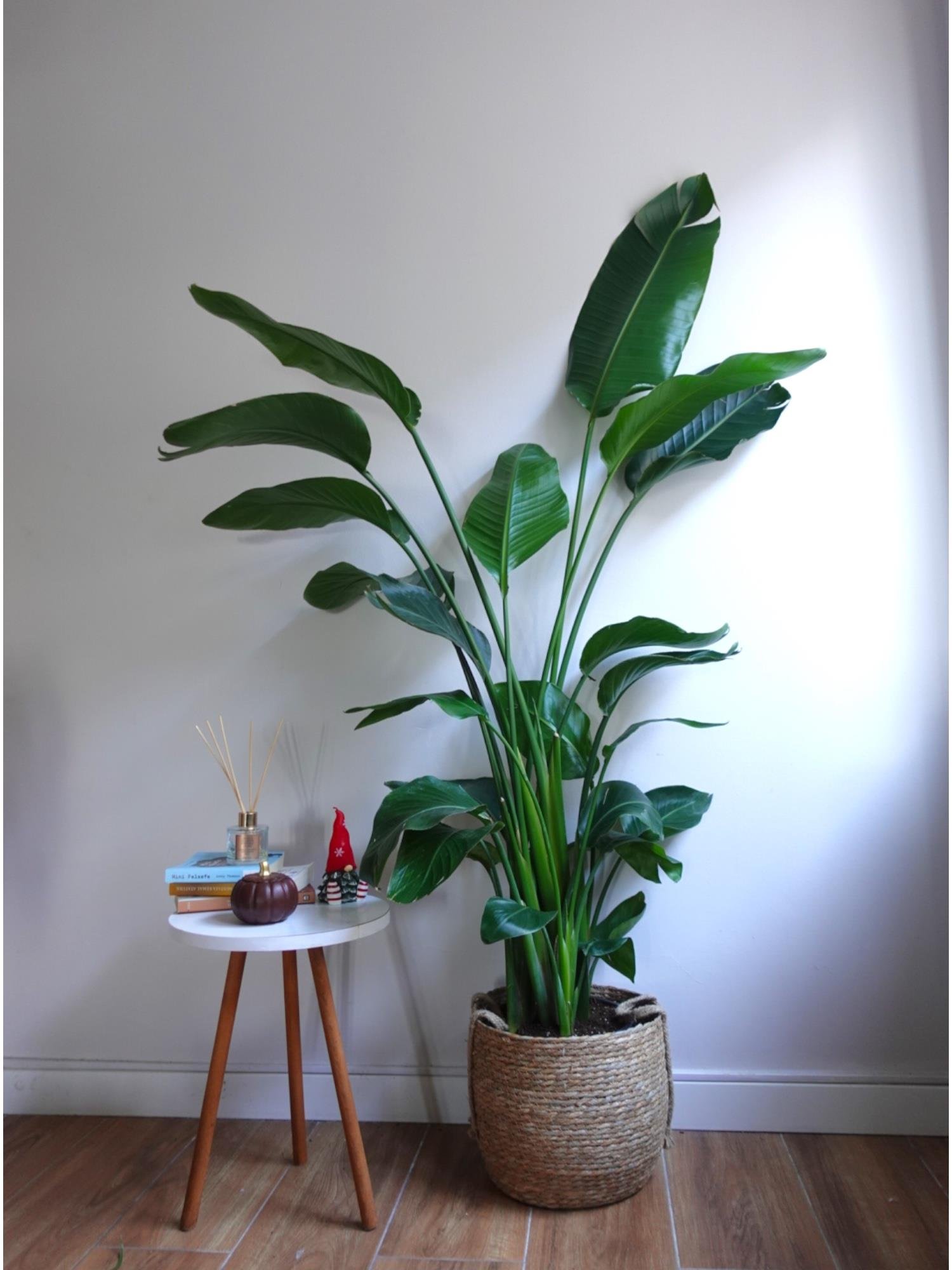 Starliçe (Cennet Kuşu) 6 Gövdeli XXL – 160-180 cm Ekstra Dolgun Form