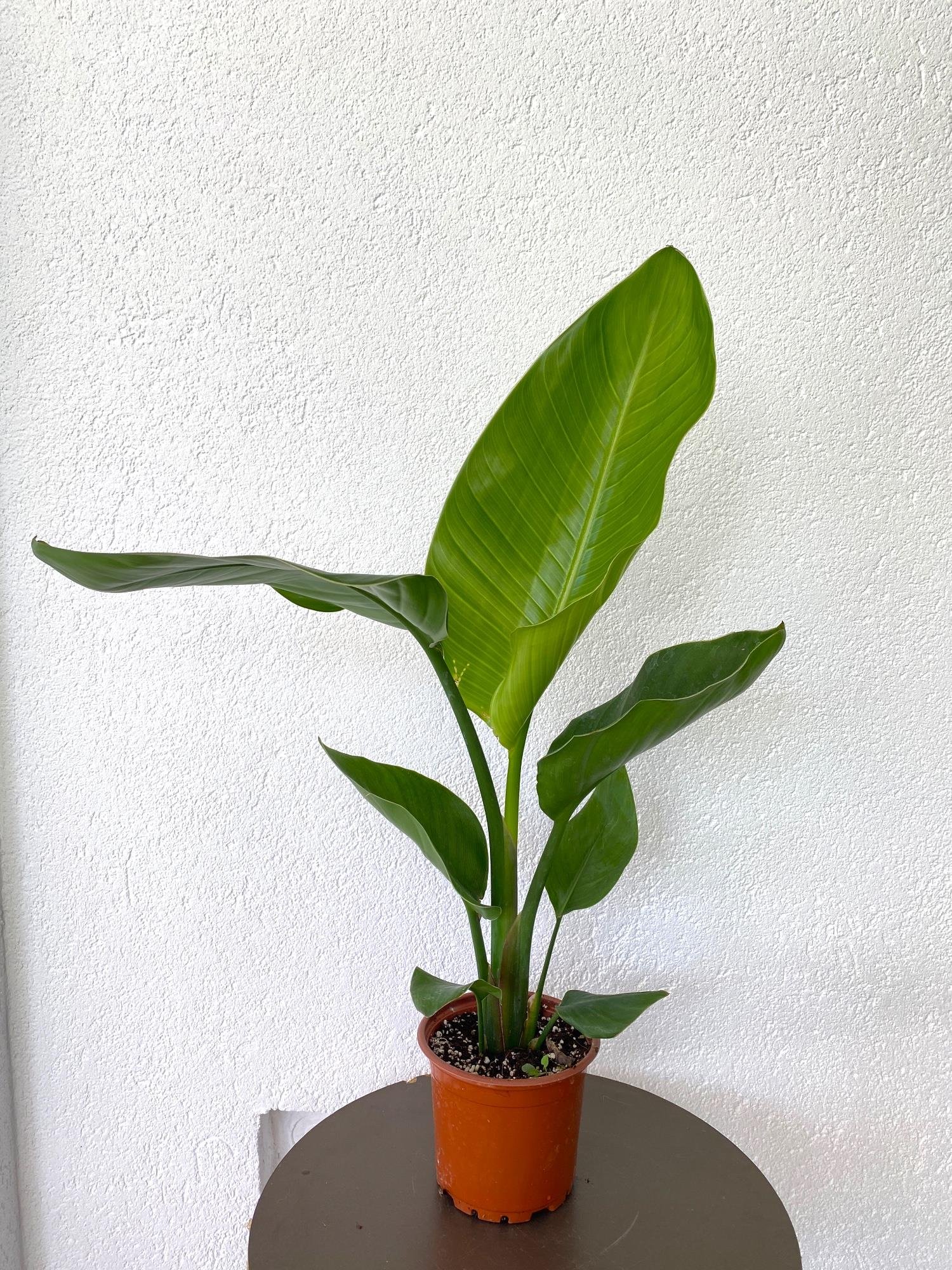 Starliçe Tek Gövdeli 60 Cm (Cennet Kuşu Sterliçya Çiçeği Strelitzia Nicolai)