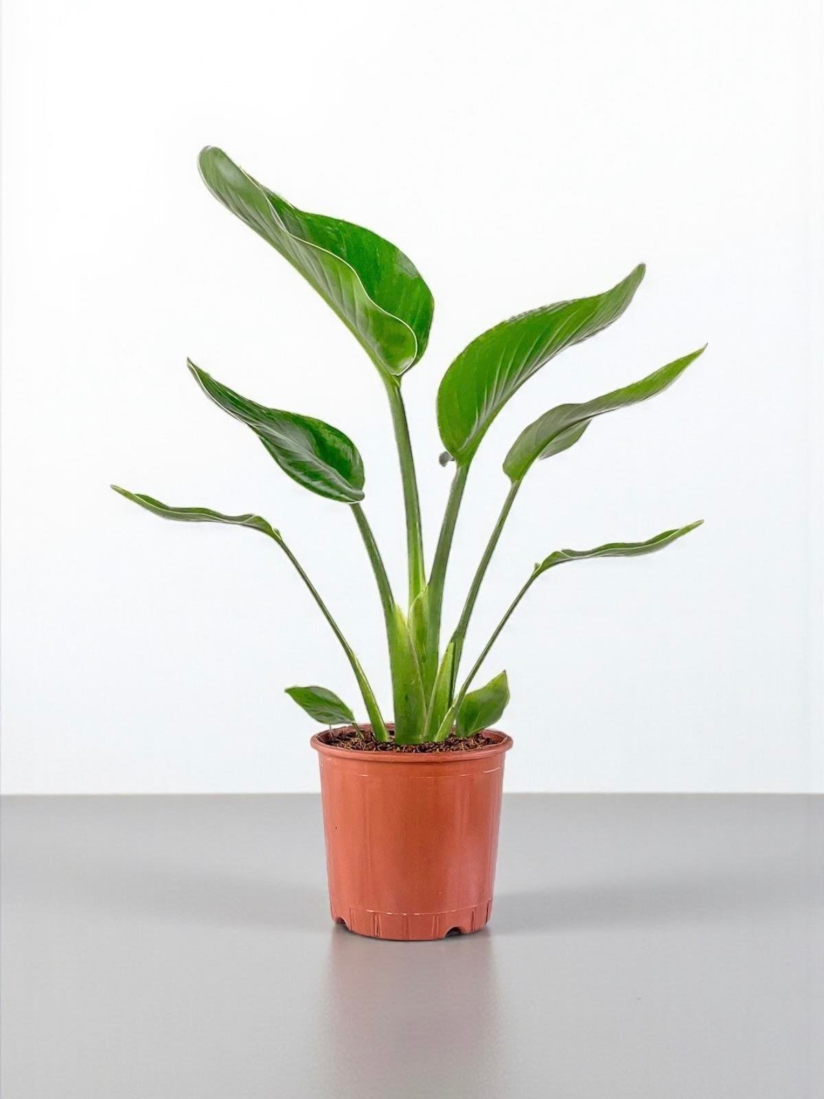 Starliçe Tek Gövdeli 60 Cm (Cennet Kuşu Sterliçya Çiçeği Strelitzia Nicolai)