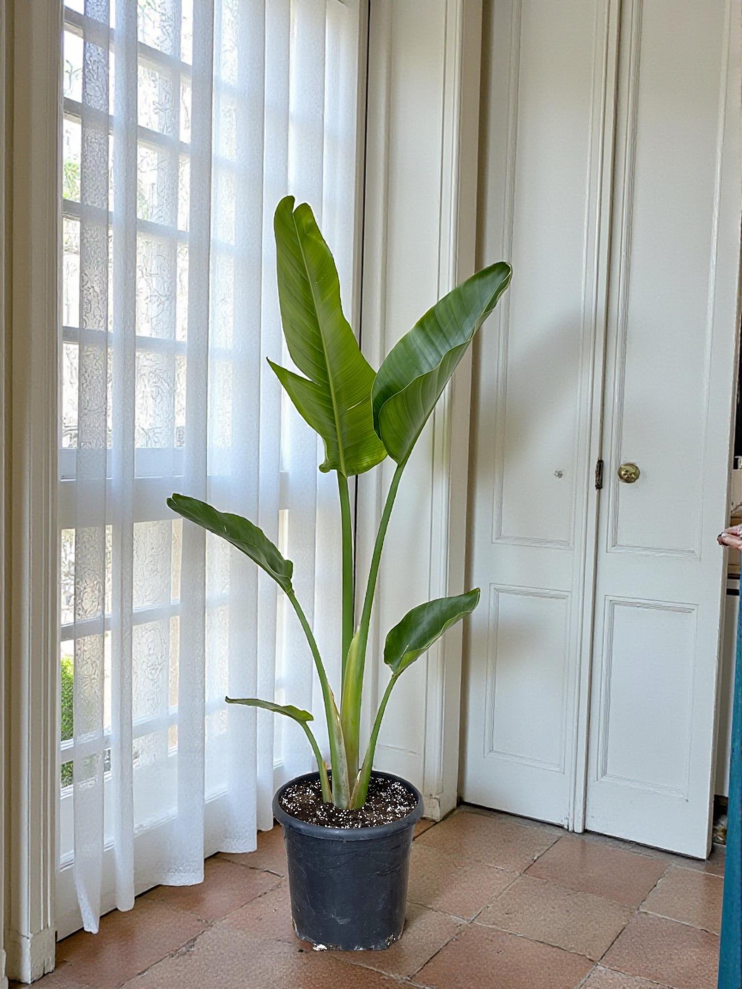 Starliçe Tek Gövdeli Large 130-150 Cm (Cennet Kuşu Sterliçya Çiçeği)