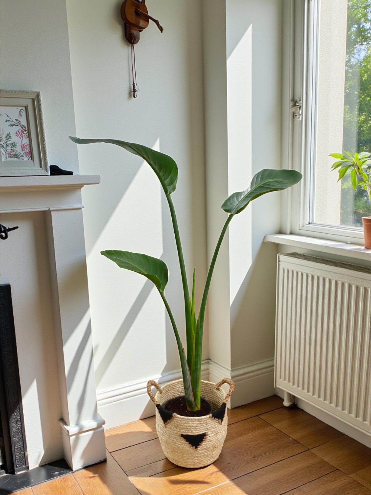 Starliçe Tek Gövdeli Large 130-150 Cm (Cennet Kuşu Sterliçya Çiçeği)