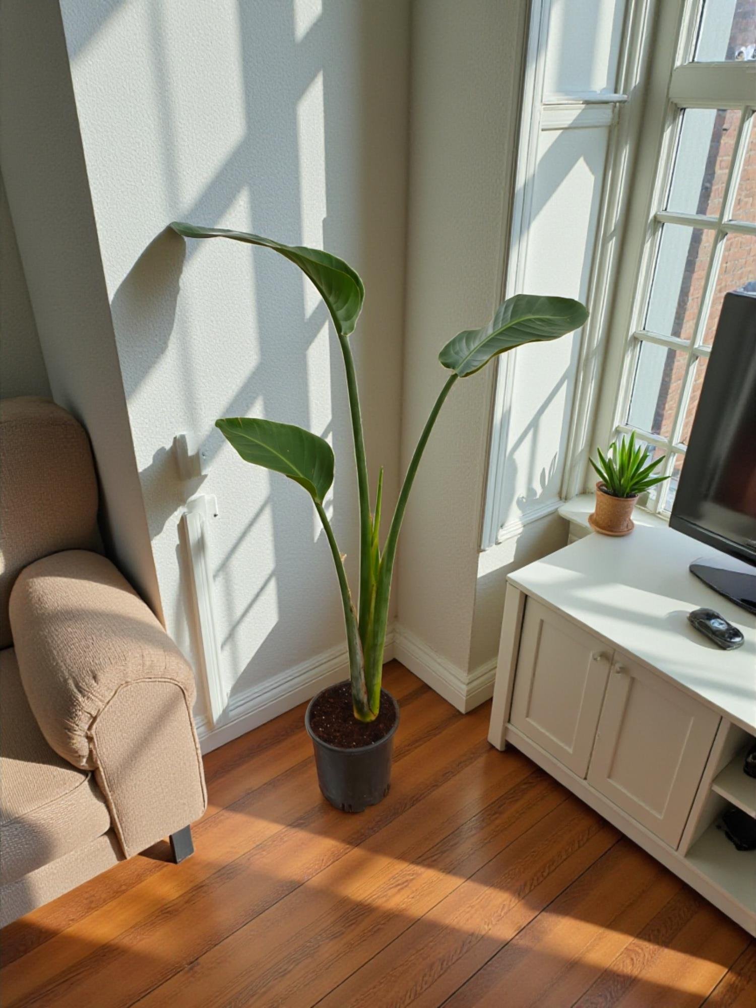 Starliçe Tek Gövdeli Large 130-150 Cm (Cennet Kuşu Sterliçya Çiçeği)