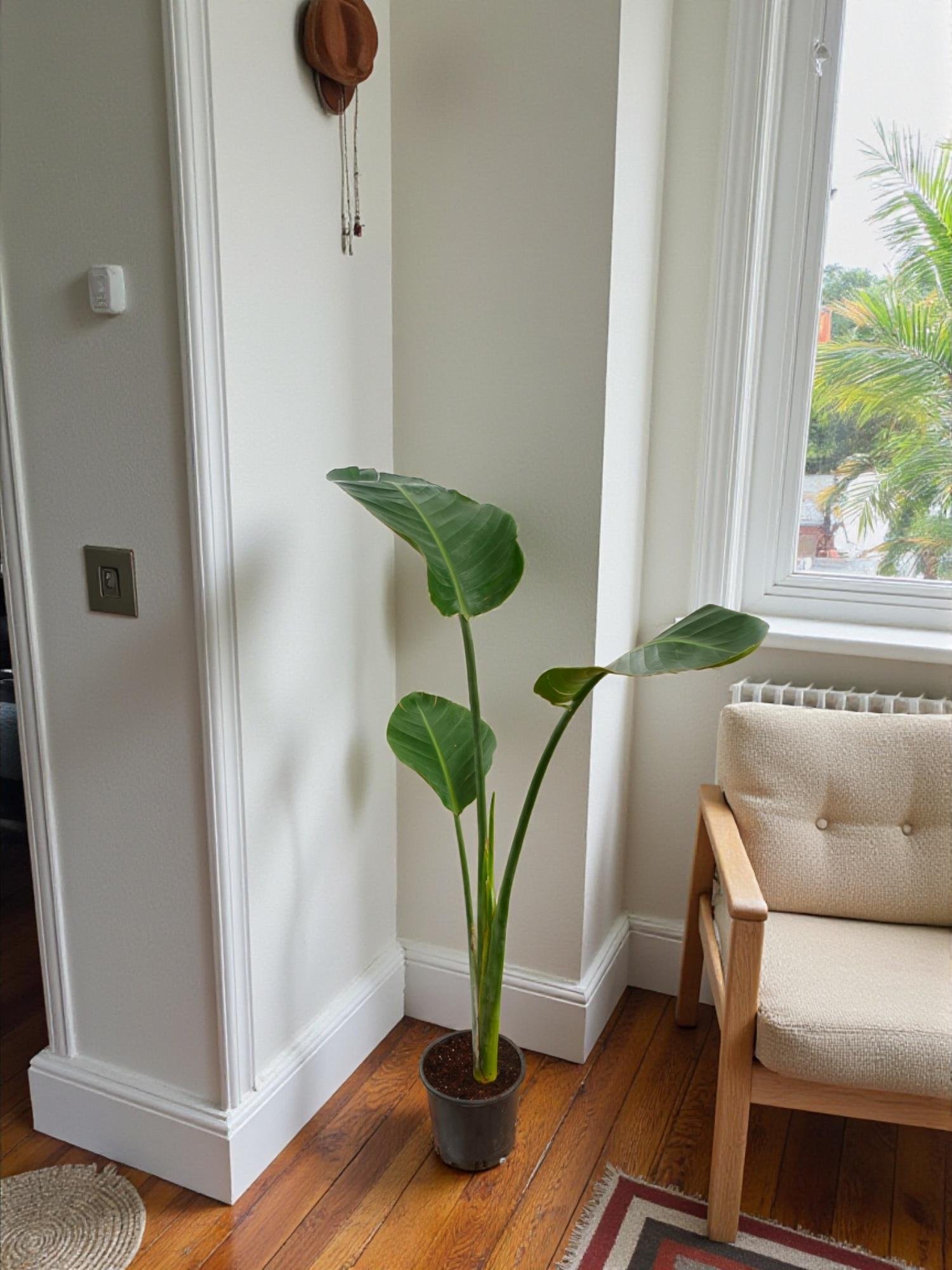 Starliçe Tek Gövdeli Large 130-150 Cm (Cennet Kuşu Sterliçya Çiçeği)