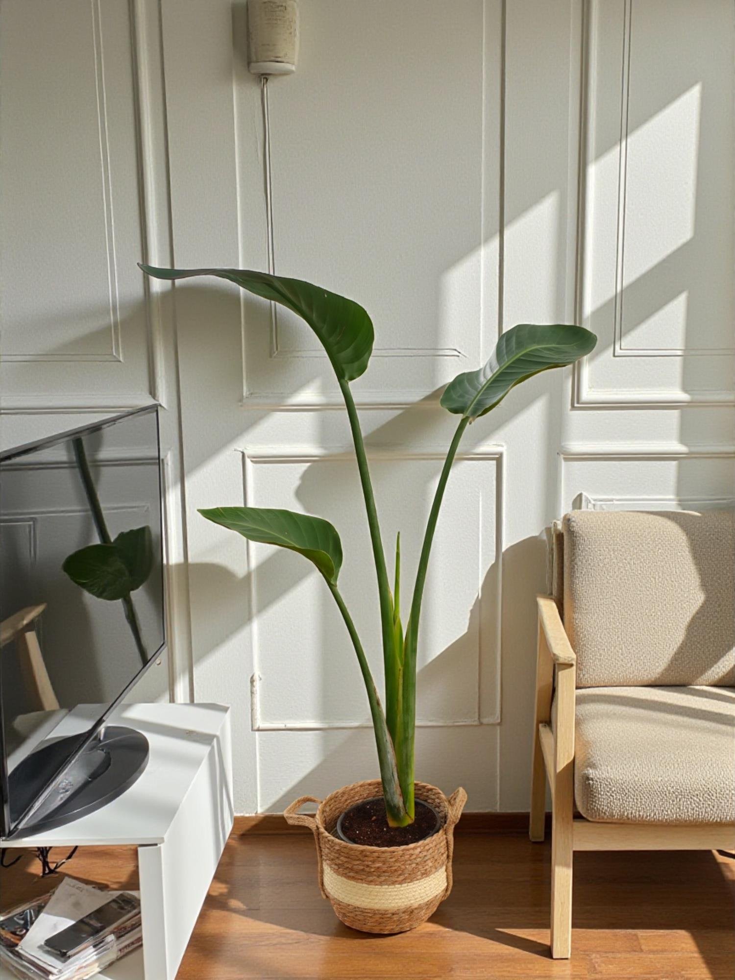 Starliçe Tek Gövdeli Large 130-150 Cm (Cennet Kuşu Sterliçya Çiçeği)