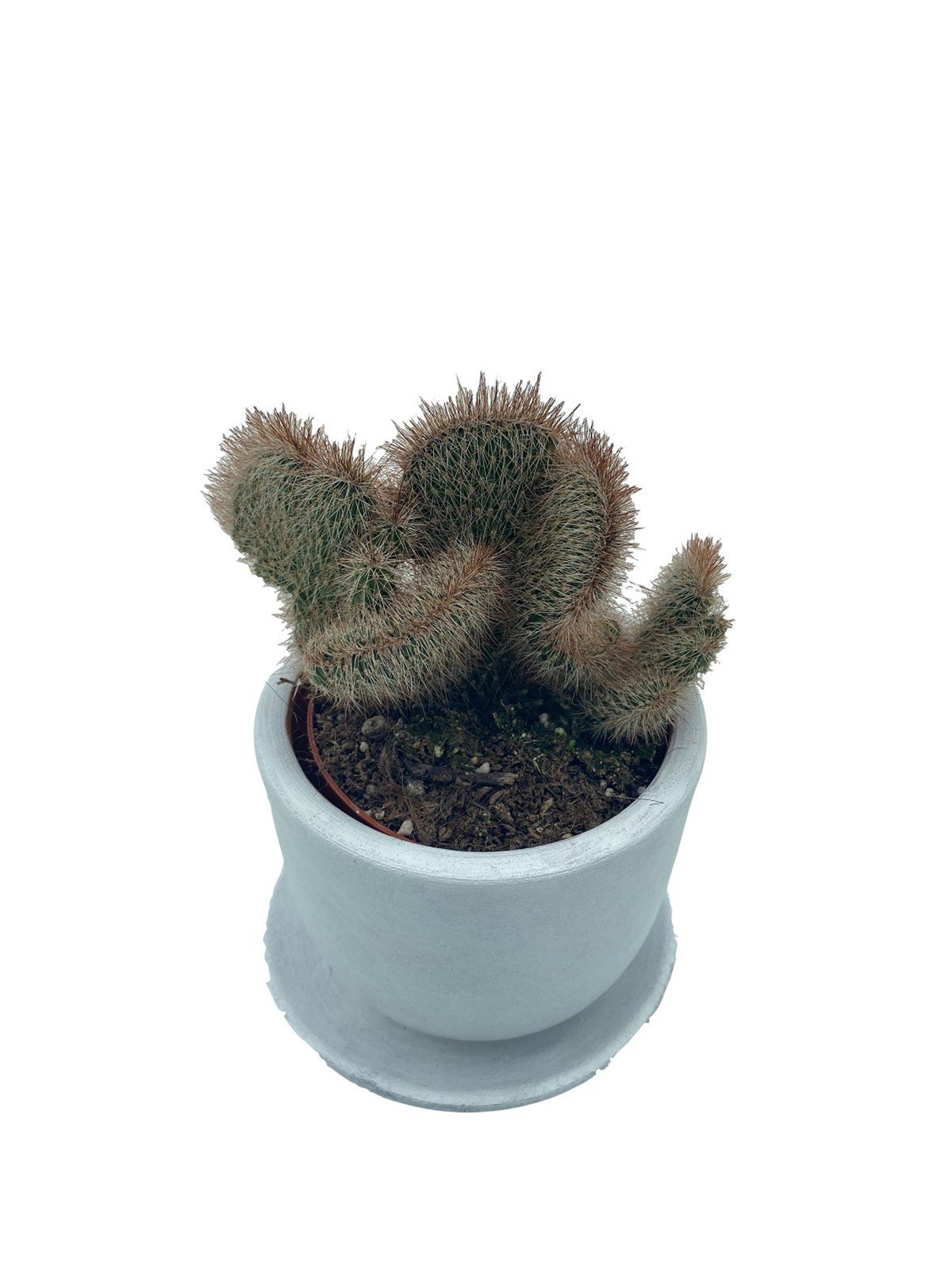 Stenocereus Hollianus Cristata