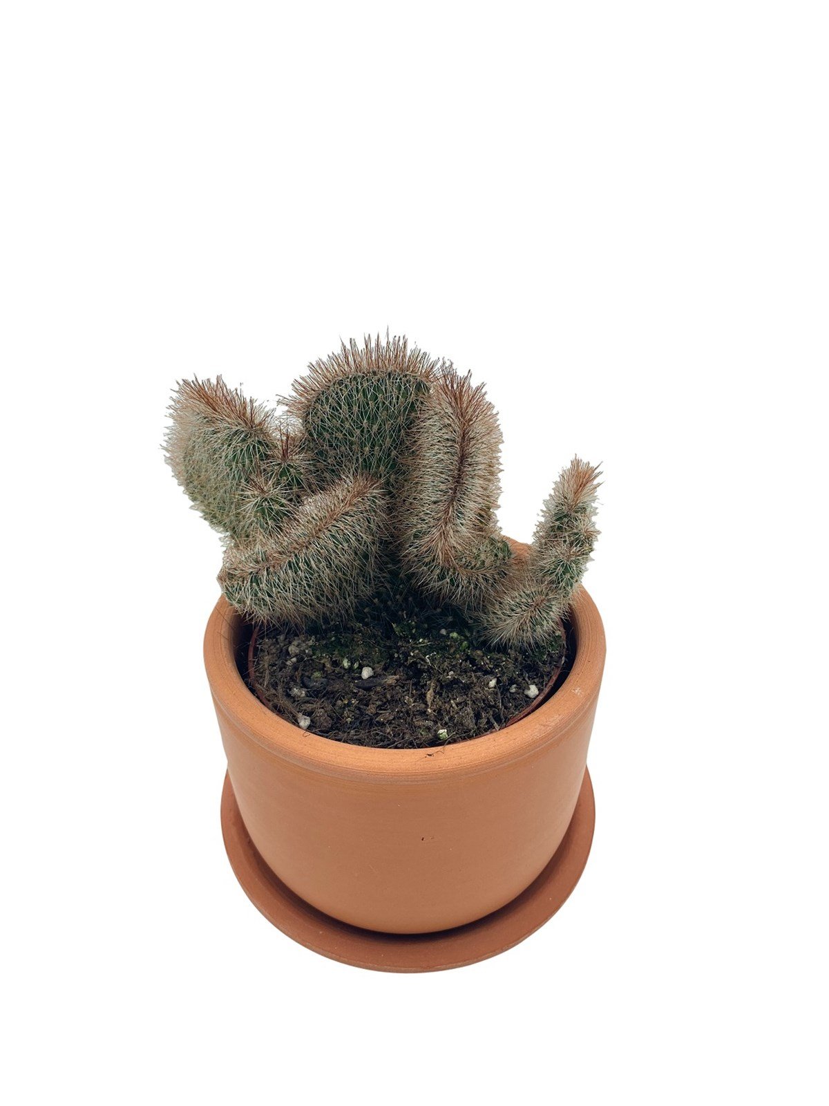 Stenocereus Hollianus Cristata