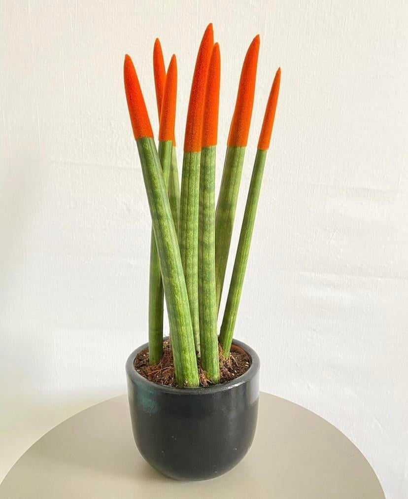 Terracotta El Yapımı Toprak Saksı 10 cm