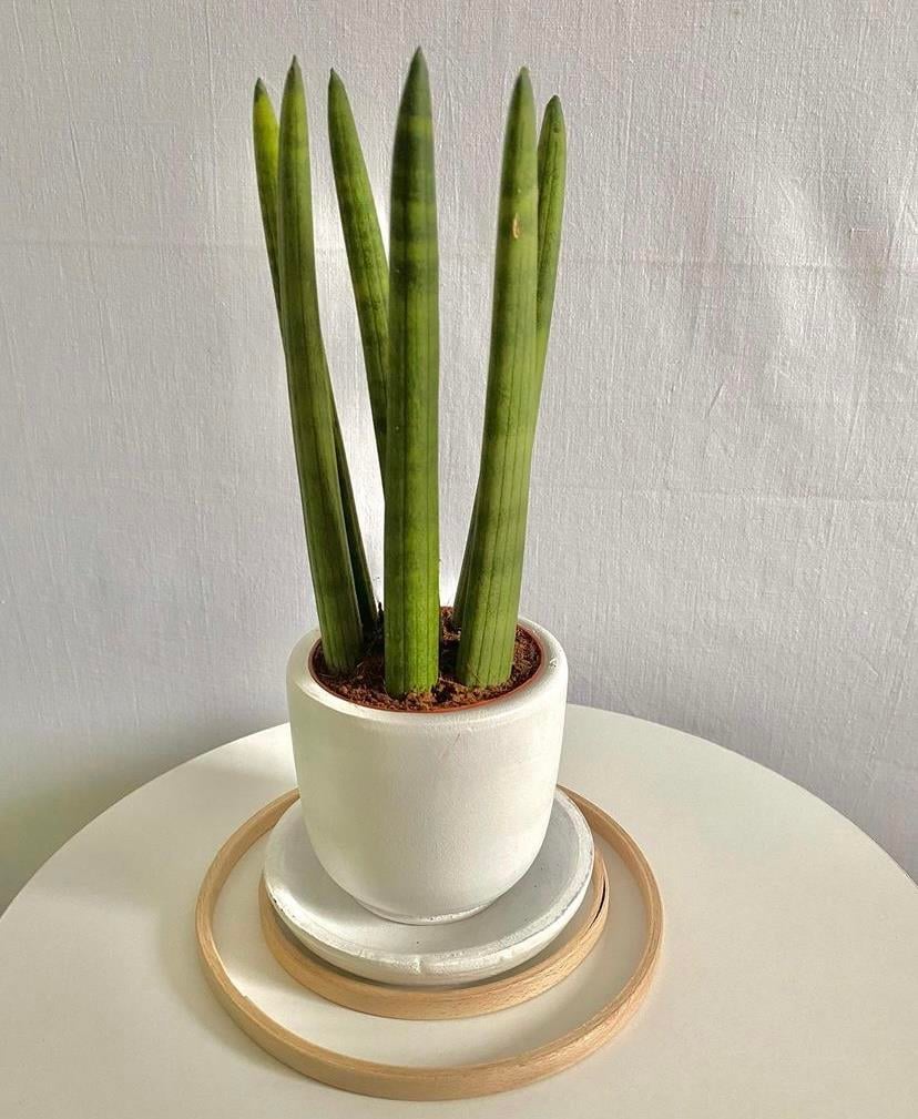 Terracotta El Yapımı Toprak Saksı 8,5 cm