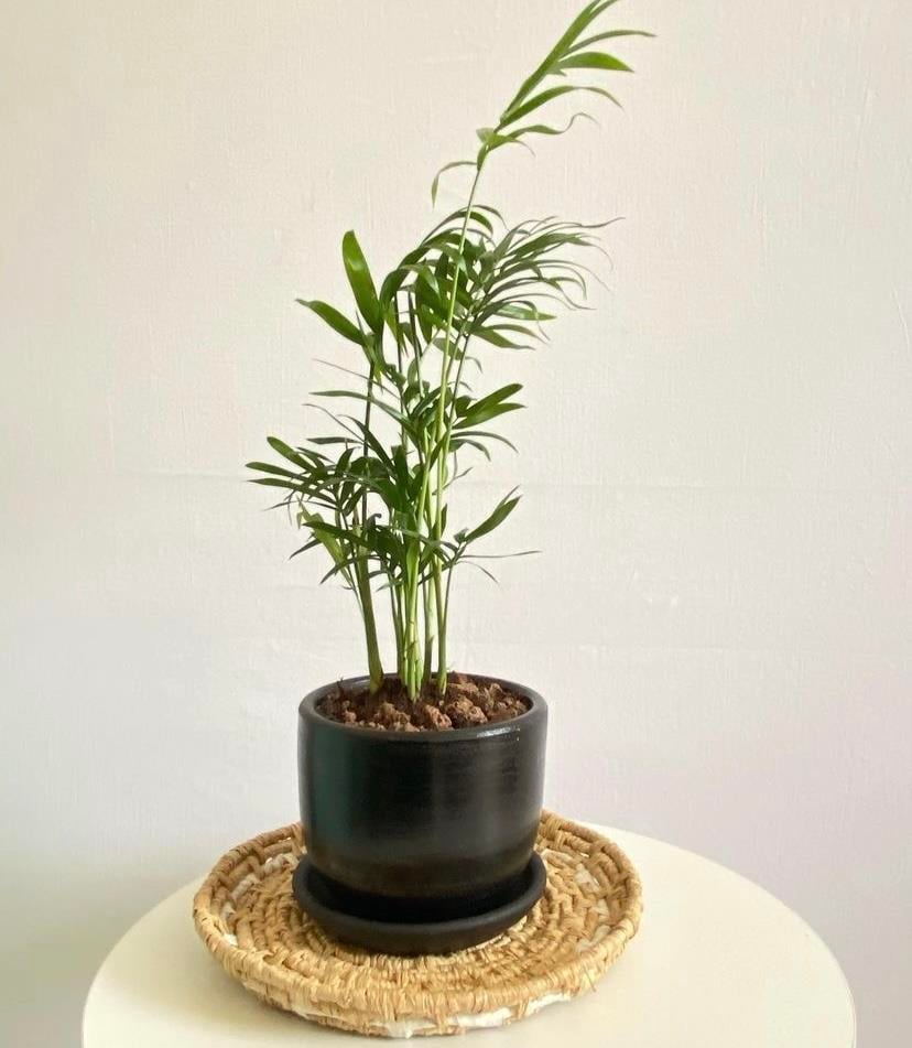 Terracotta El Yapımı Toprak Saksı 8,5 cm