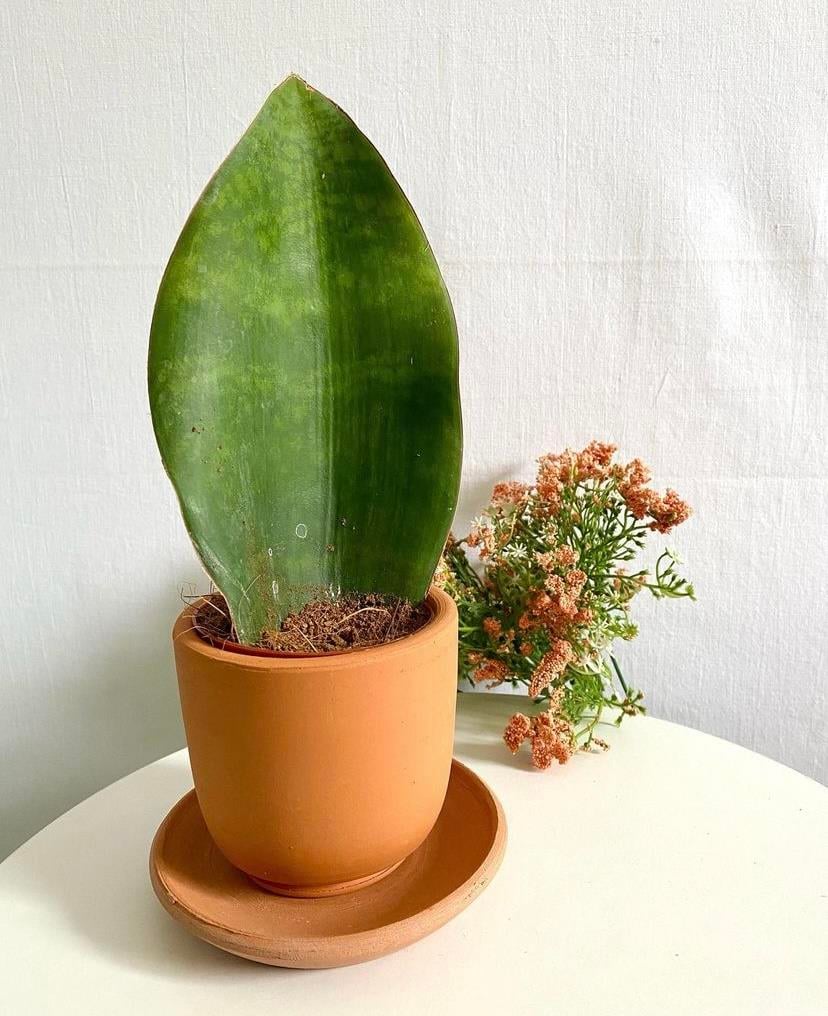 Terracotta El Yapımı Toprak Saksı 8,5 cm