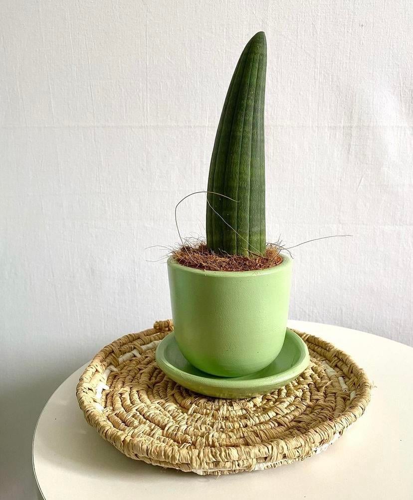 Terracotta El Yapımı Toprak Saksı 8,5 cm