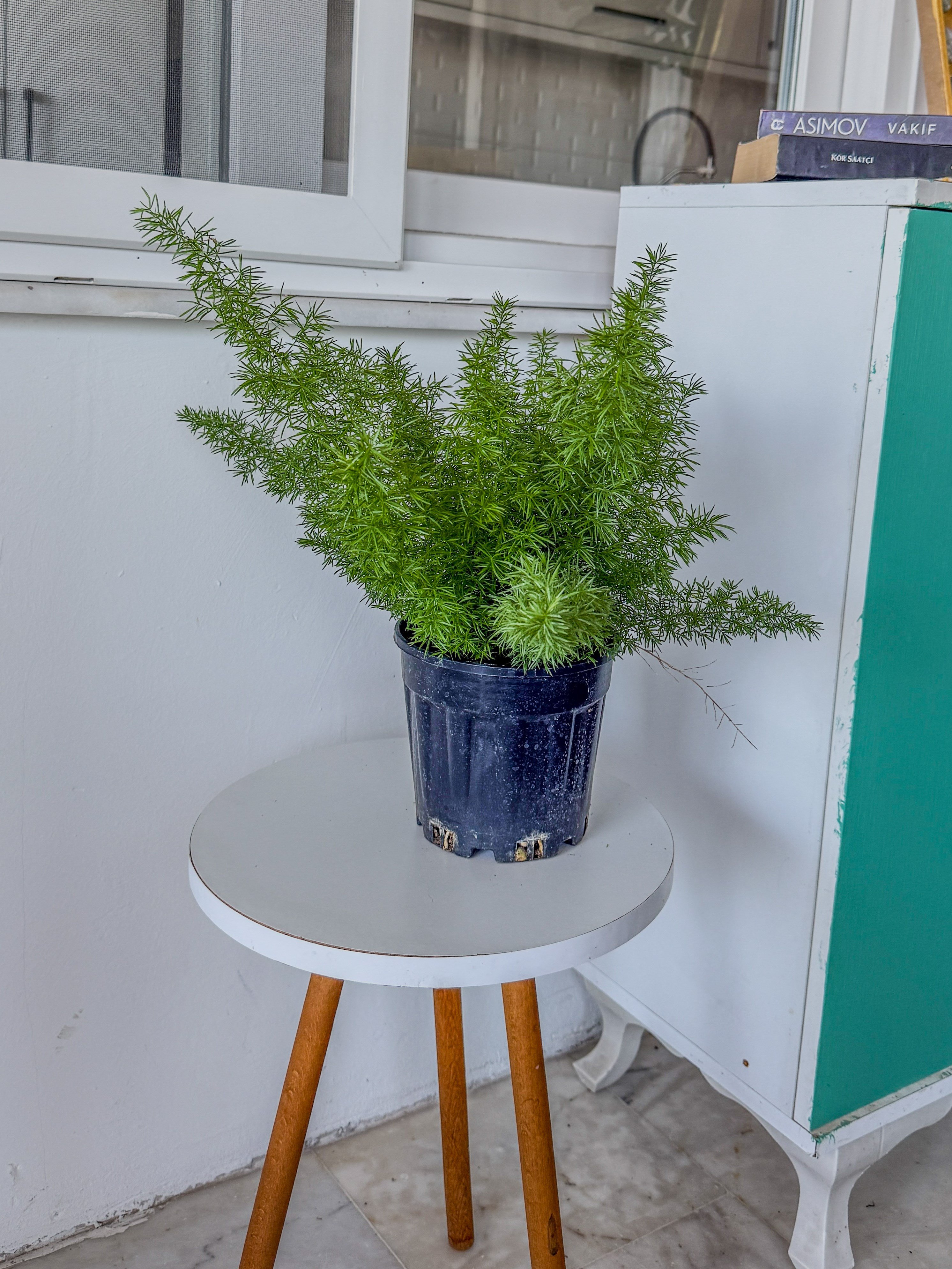 Tilki Kuyruğu Asparagus (Asparagus Densiflorus) – Doğal Salkım Zarafeti 🦊