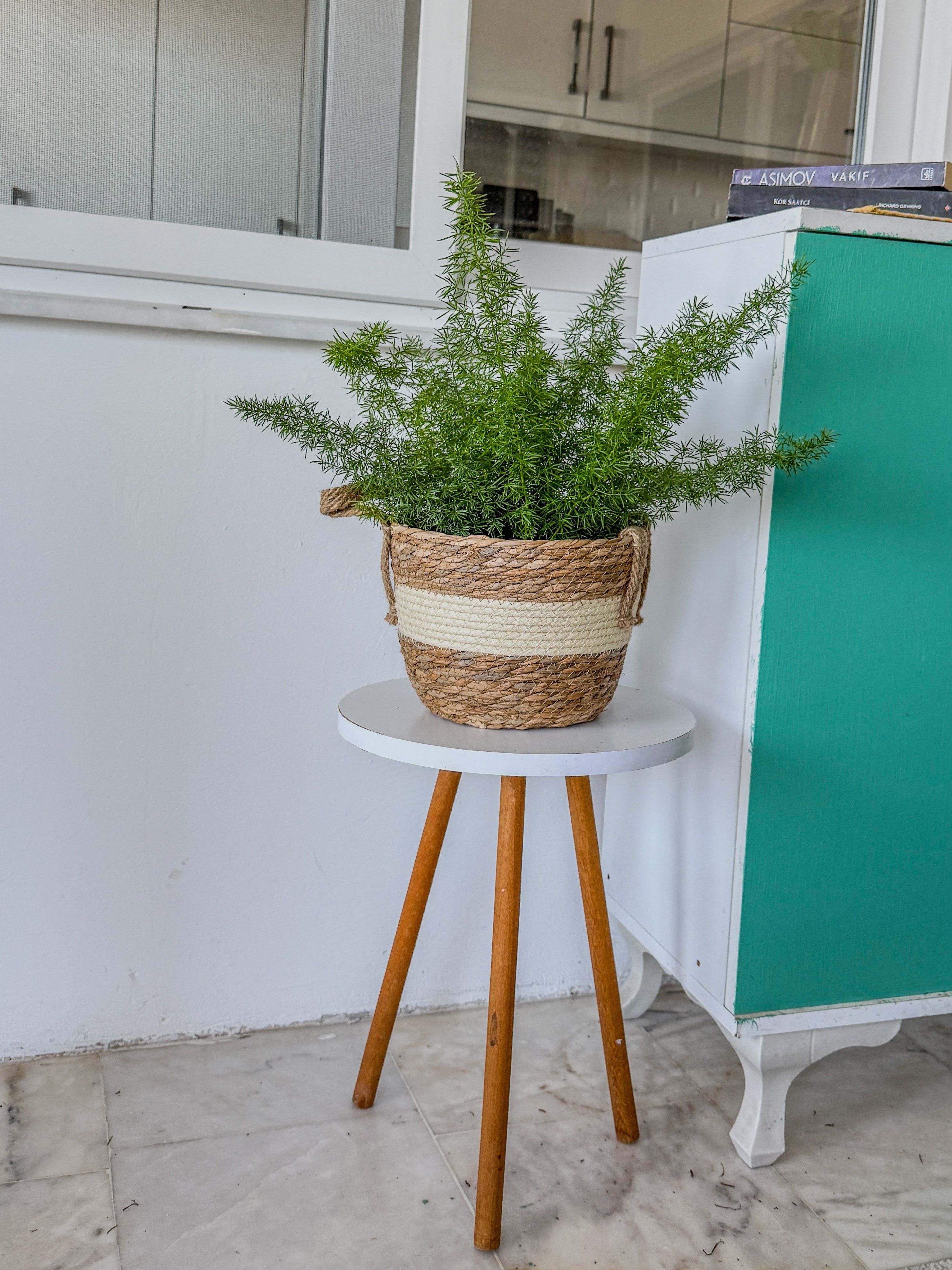 Tilki Kuyruğu Asparagus (Asparagus Densiflorus) – Doğal Salkım Zarafeti 🦊