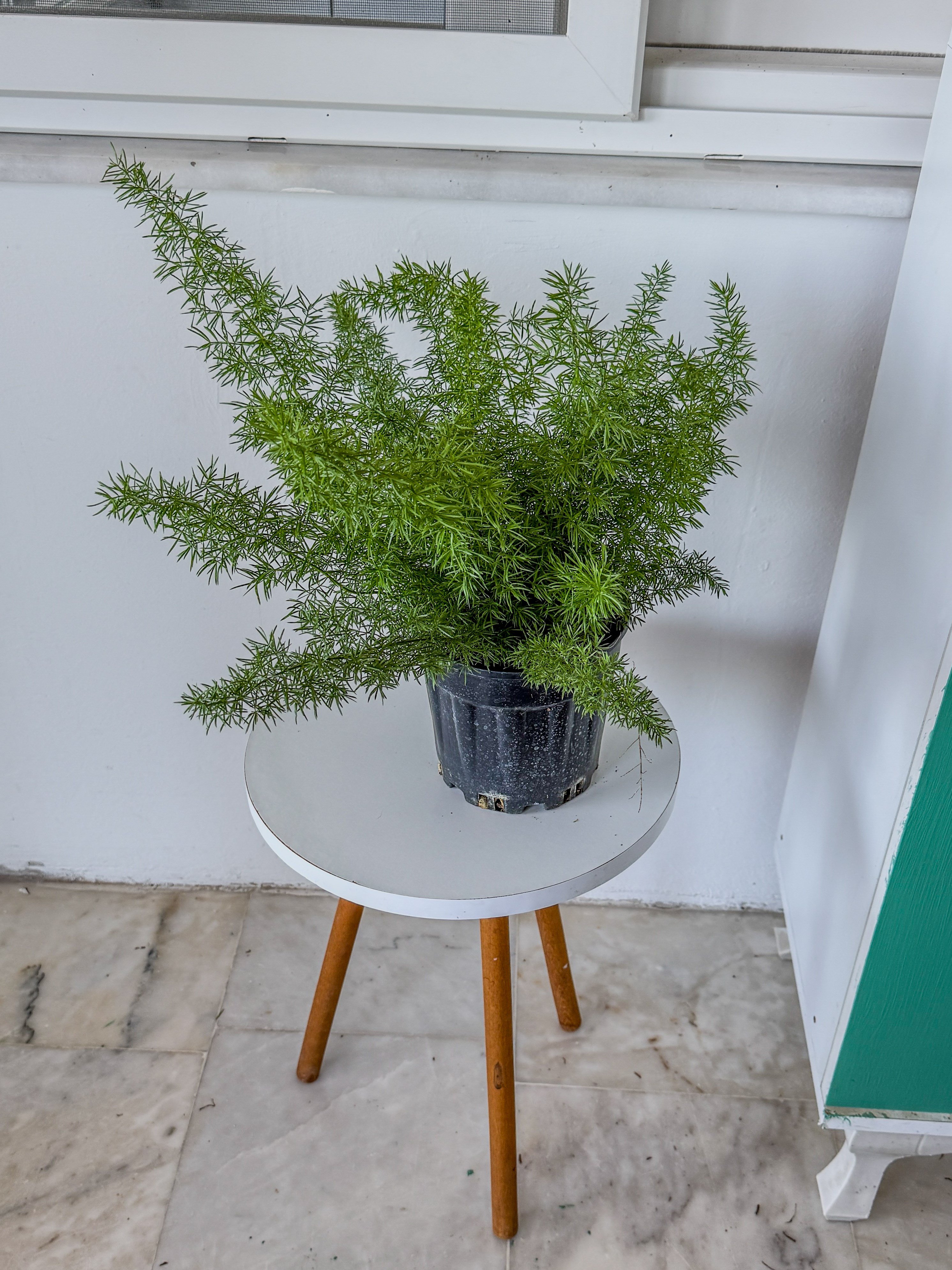 Tilki Kuyruğu Asparagus (Asparagus Densiflorus) – Doğal Salkım Zarafeti 🦊