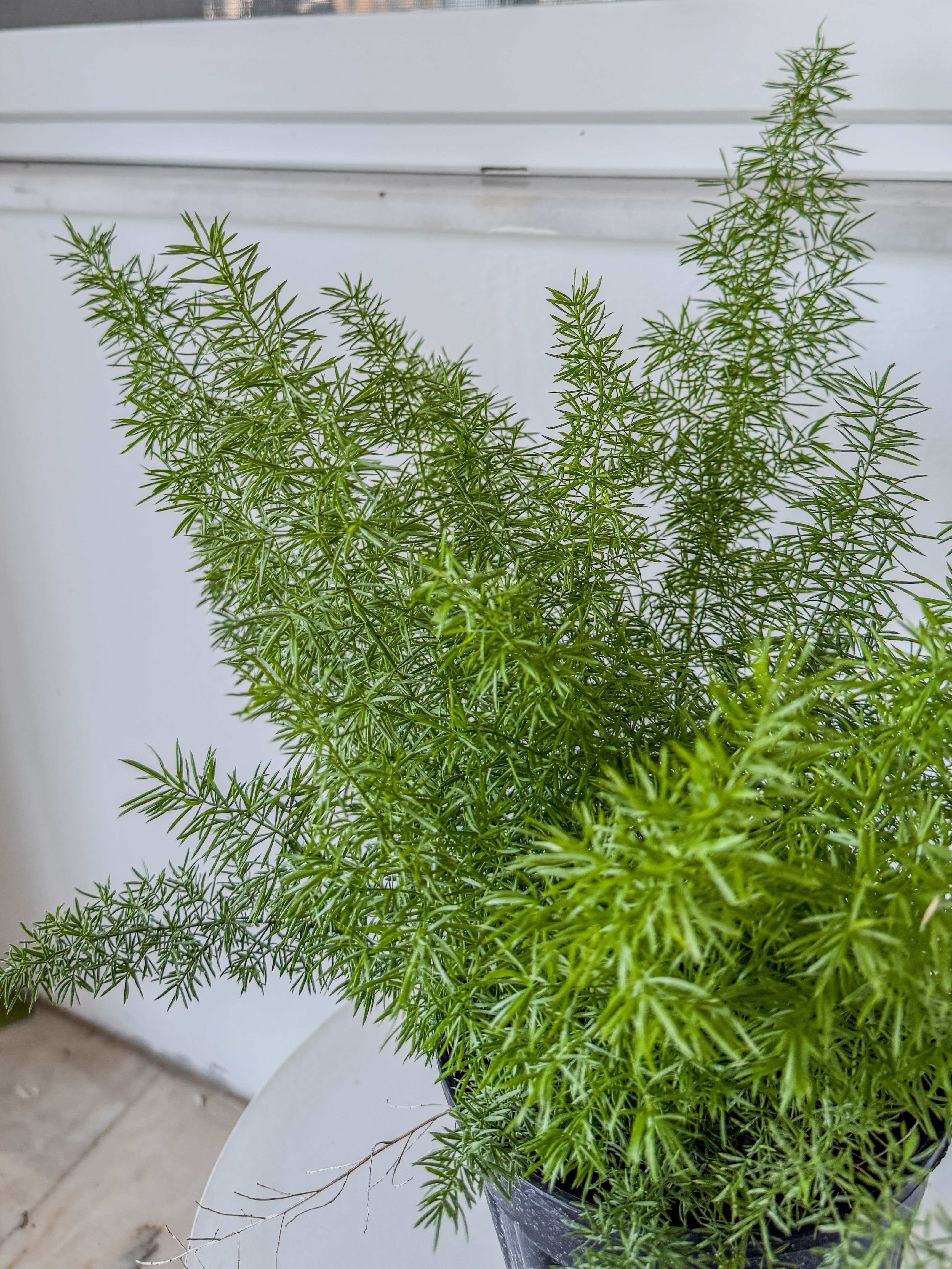 Tilki Kuyruğu Asparagus (Asparagus Densiflorus) – Doğal Salkım Zarafeti 🦊