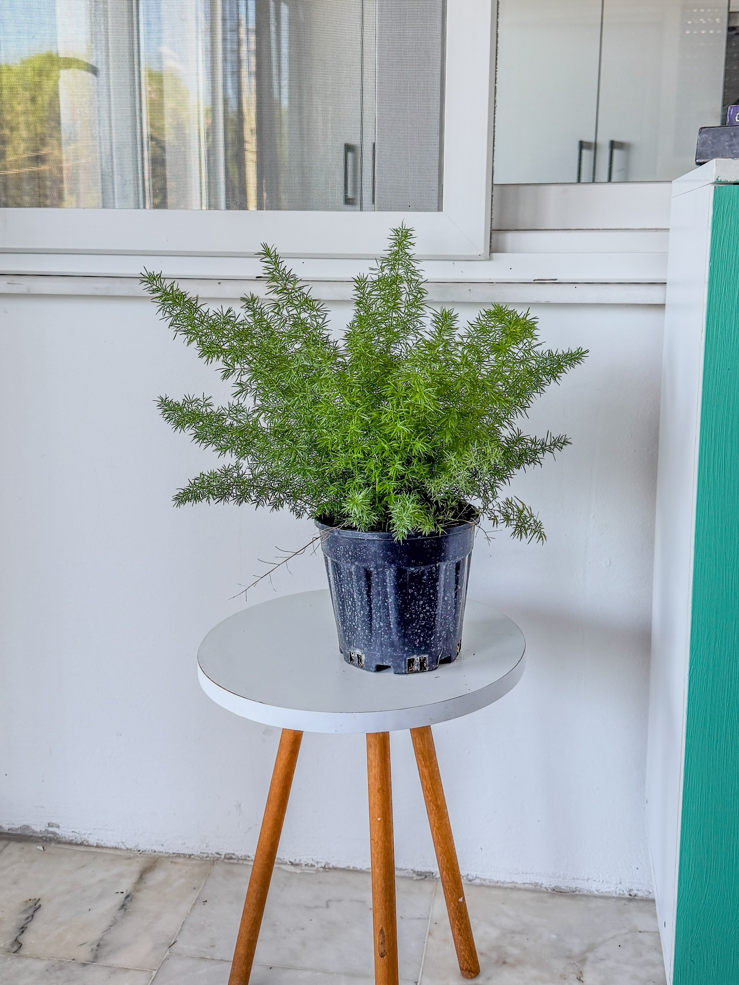 Tilki Kuyruğu Asparagus (Asparagus Densiflorus) – Doğal Salkım Zarafeti 🦊